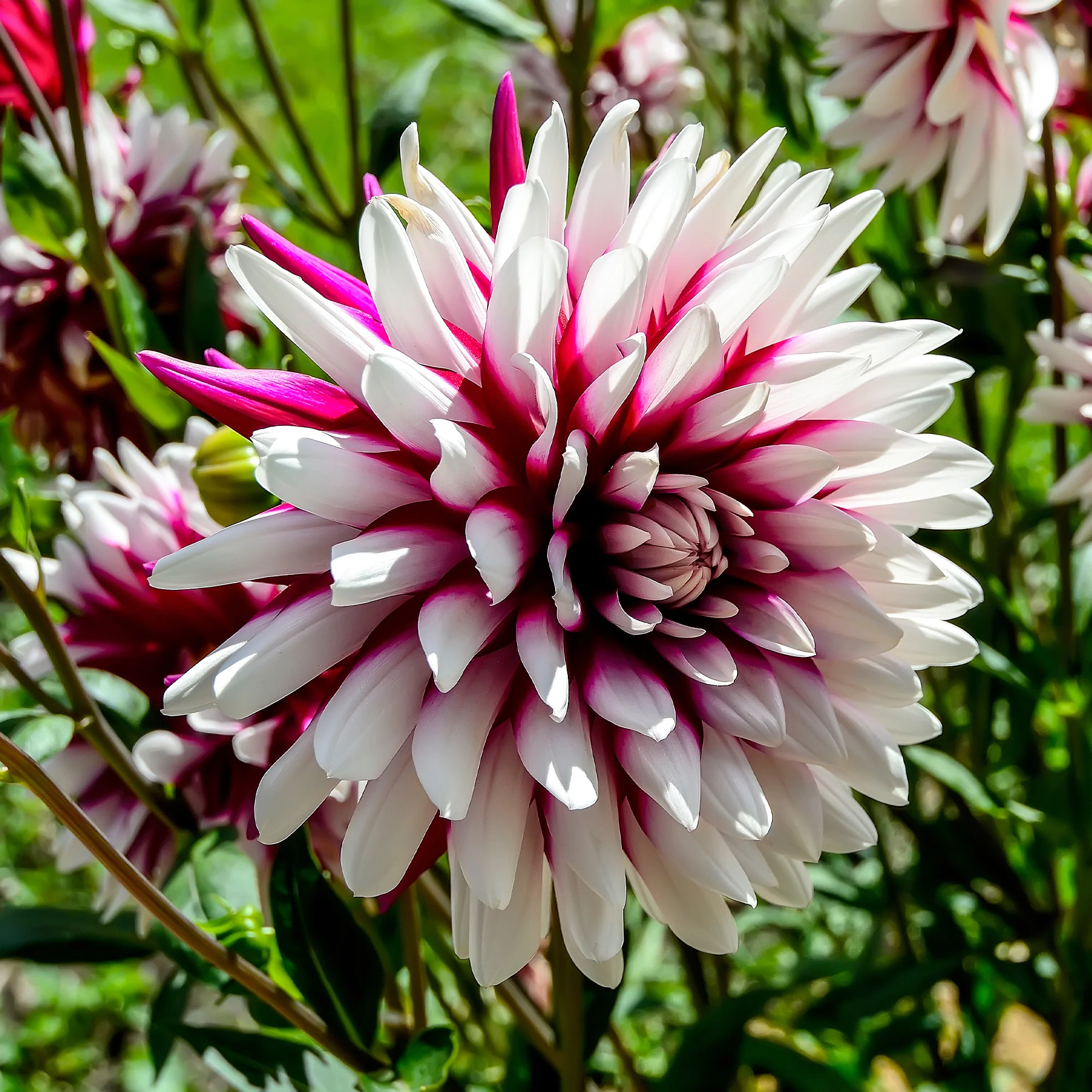 3 Dahlias Rebecca's World - Image 3