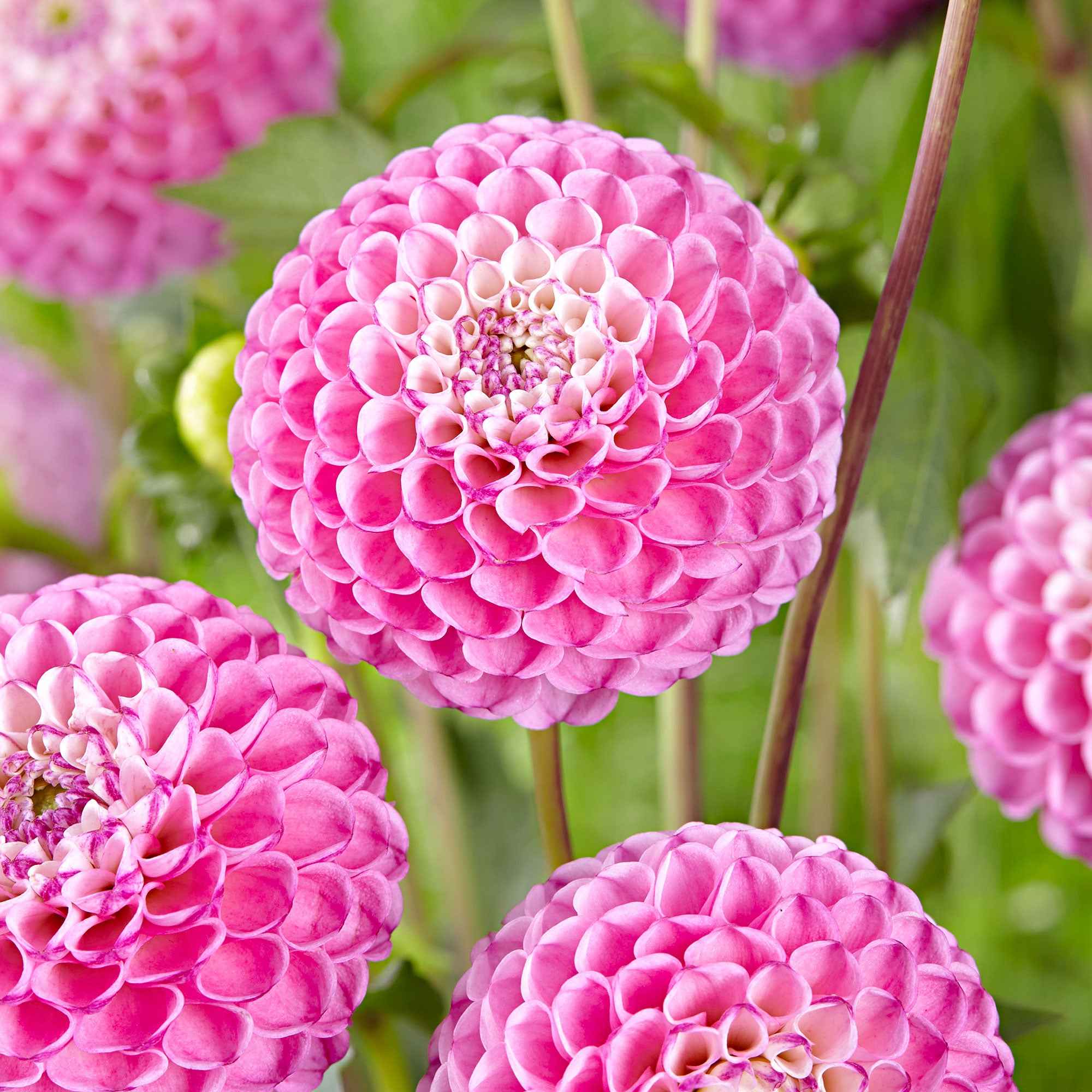 3 Dahlias Zippity Do Da