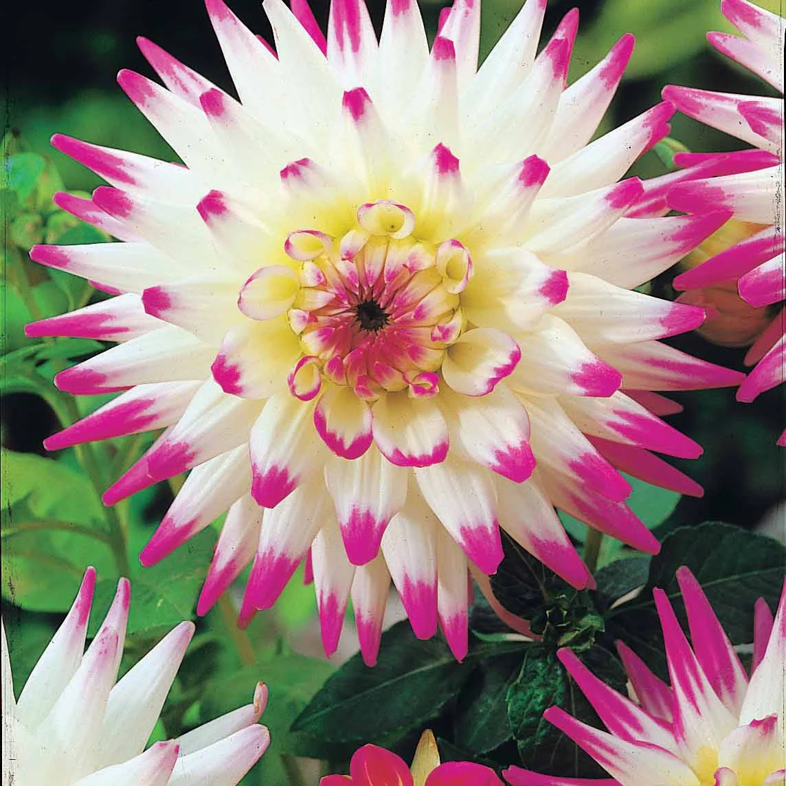 8 Dahlias cactus en mélange - Image 2