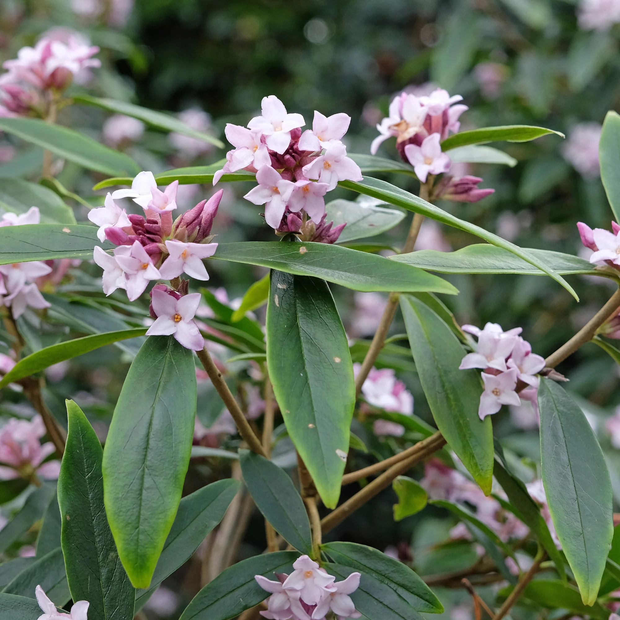 Daphne Spring Beauty® - Image 3