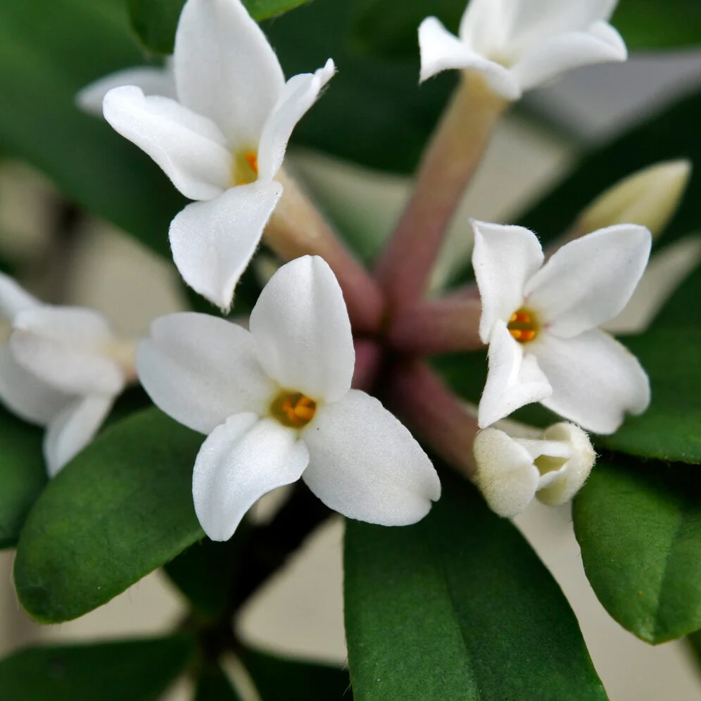 Daphne transatlantica Eternal Fragrance Blafra - Image 3