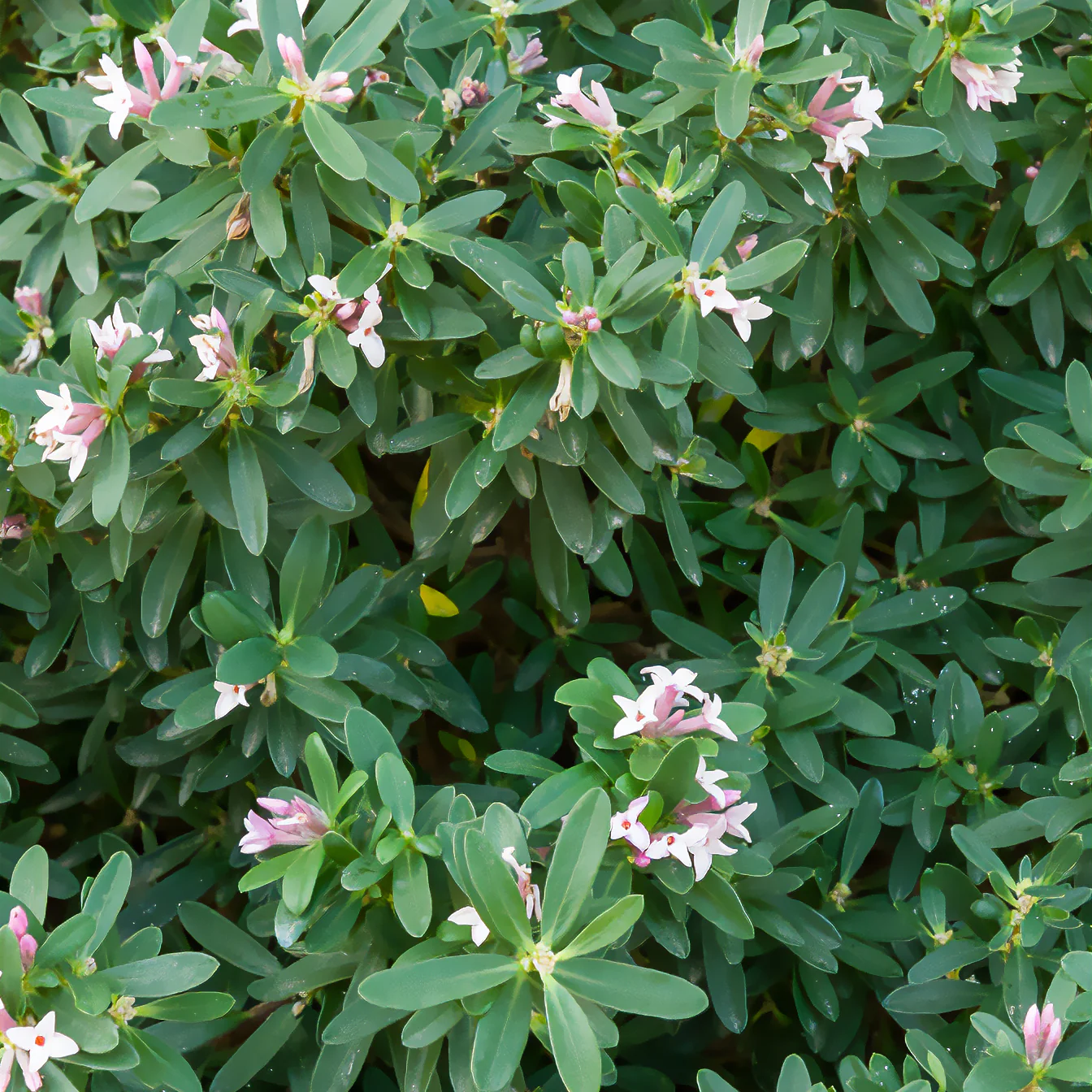 Daphne transatlantica Pink Fragrance®