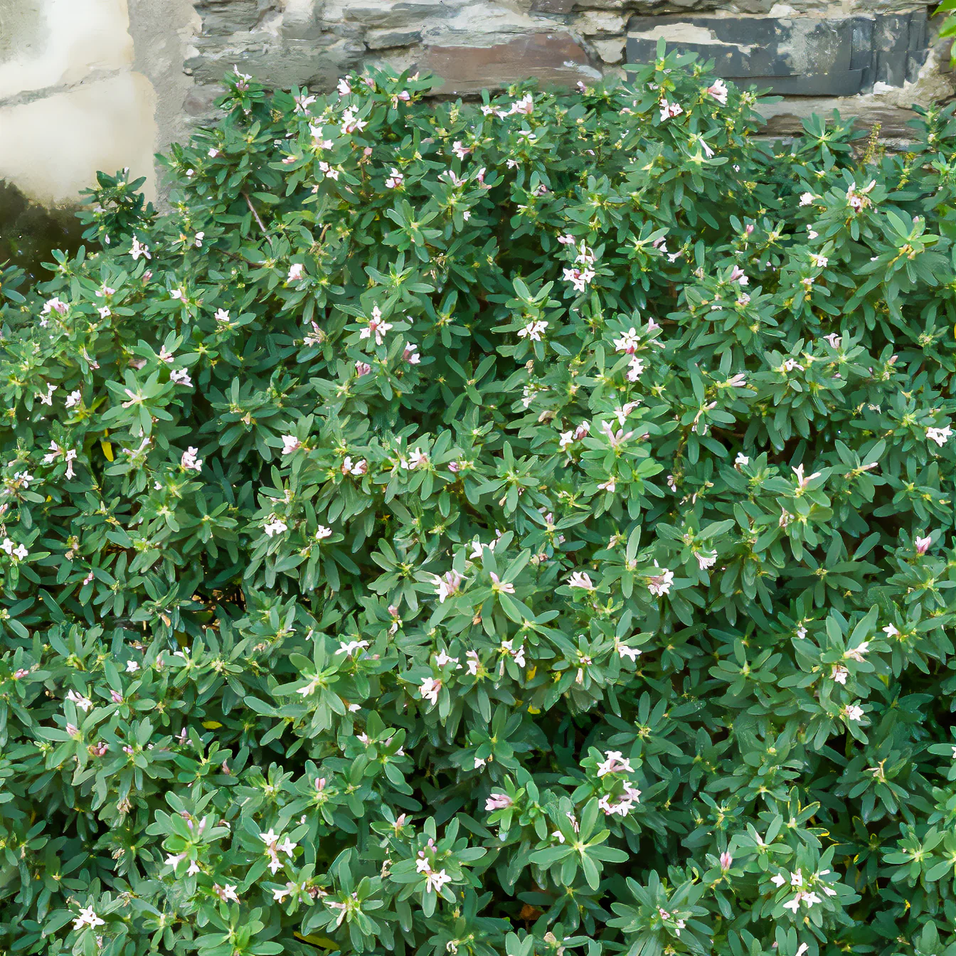 Daphne transatlantica Pink Fragrance® - Image 2