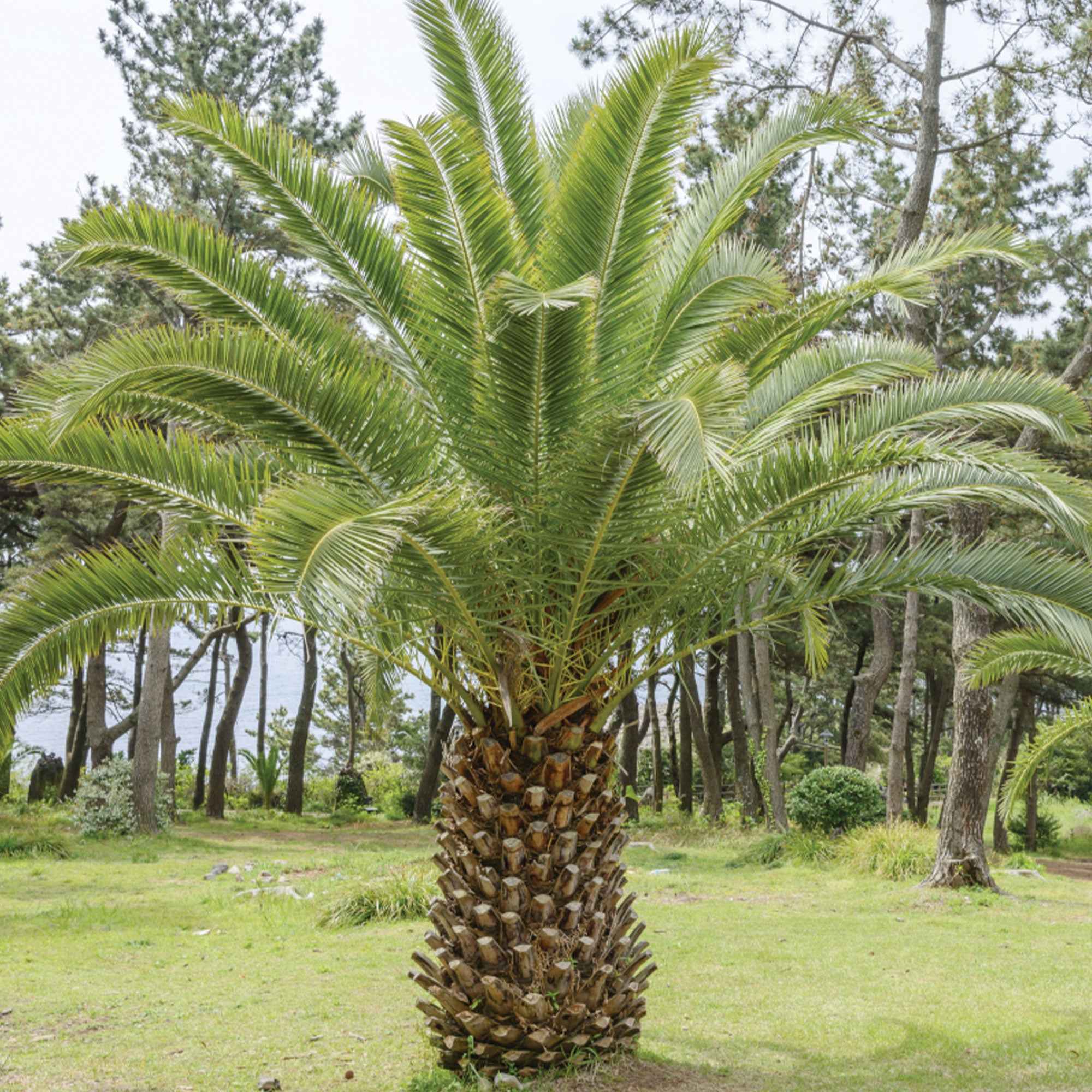 Palmier des Canaries - Image 2