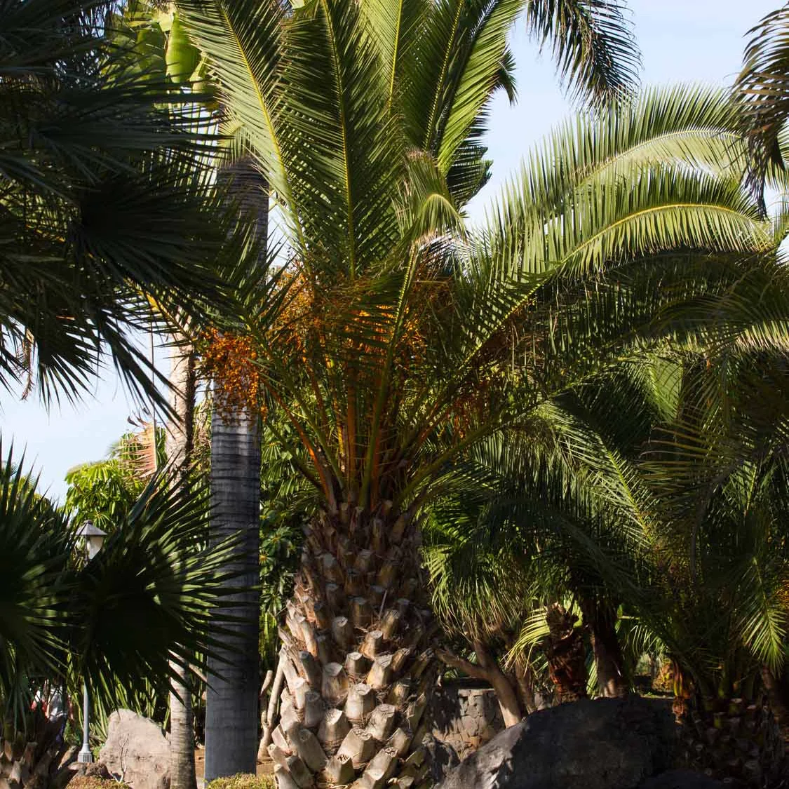 Palmier des Canaries - Image 3