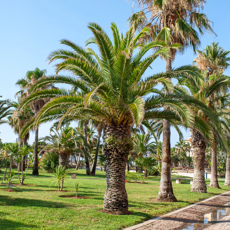 Palmier des Canaries - Image 4