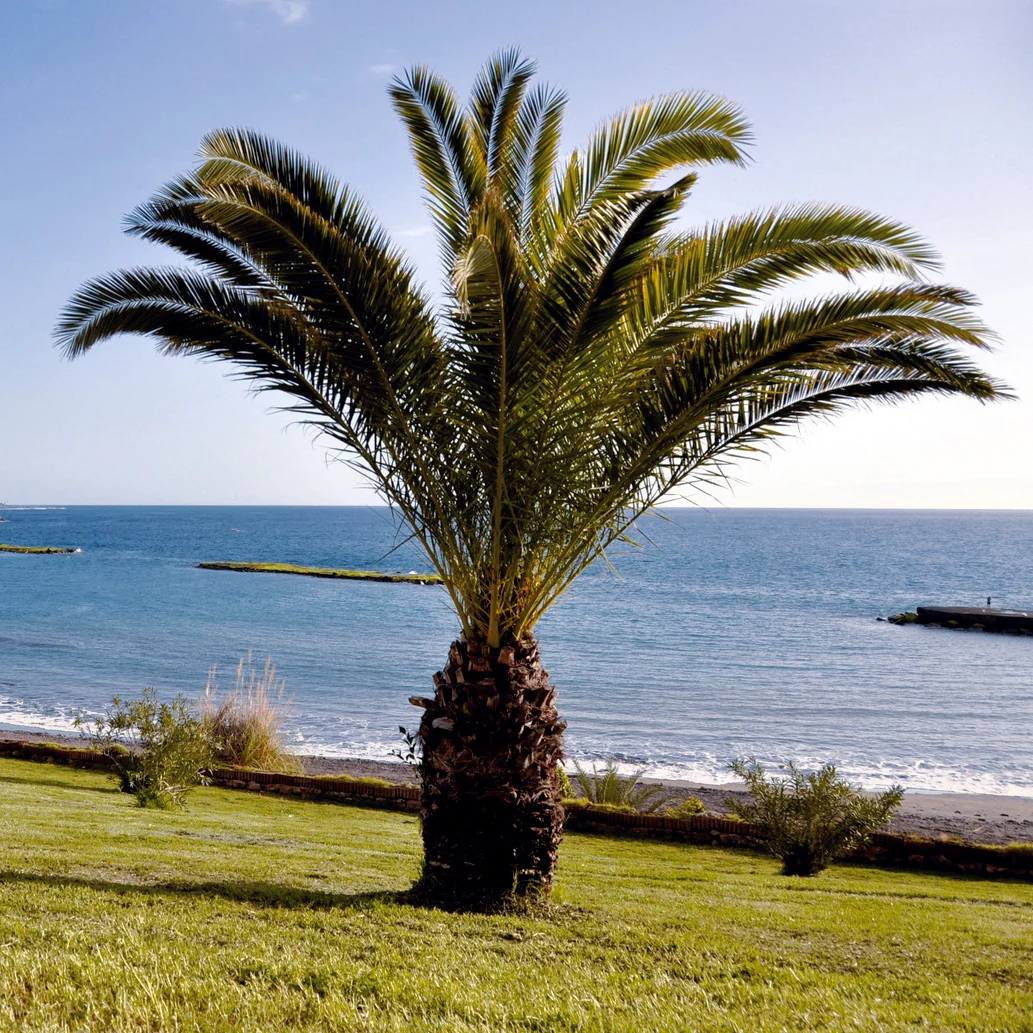 Palmier des Canaries - Image 5