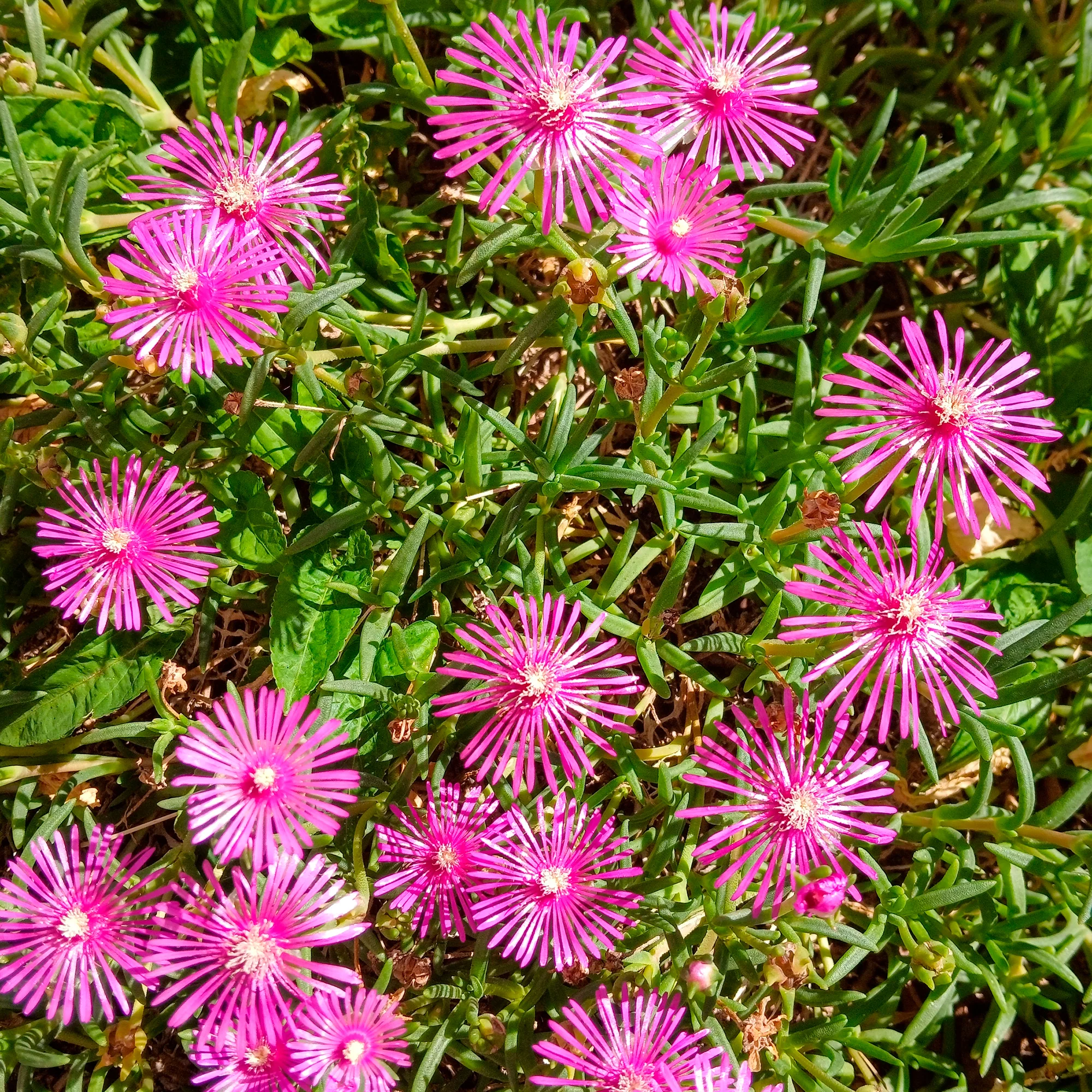 Delosperma de Cooper - Image 3