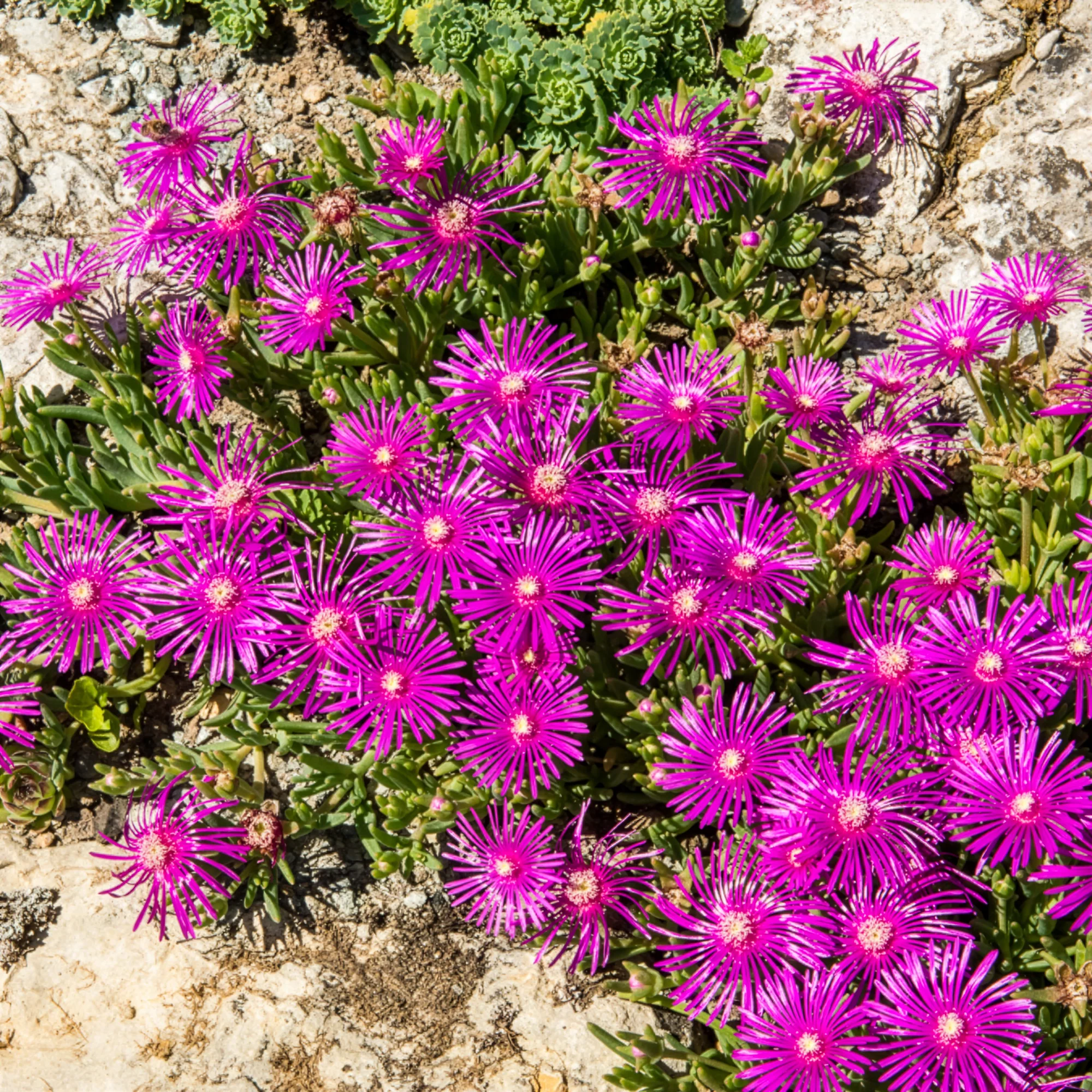 Delosperma de Cooper - Image 4