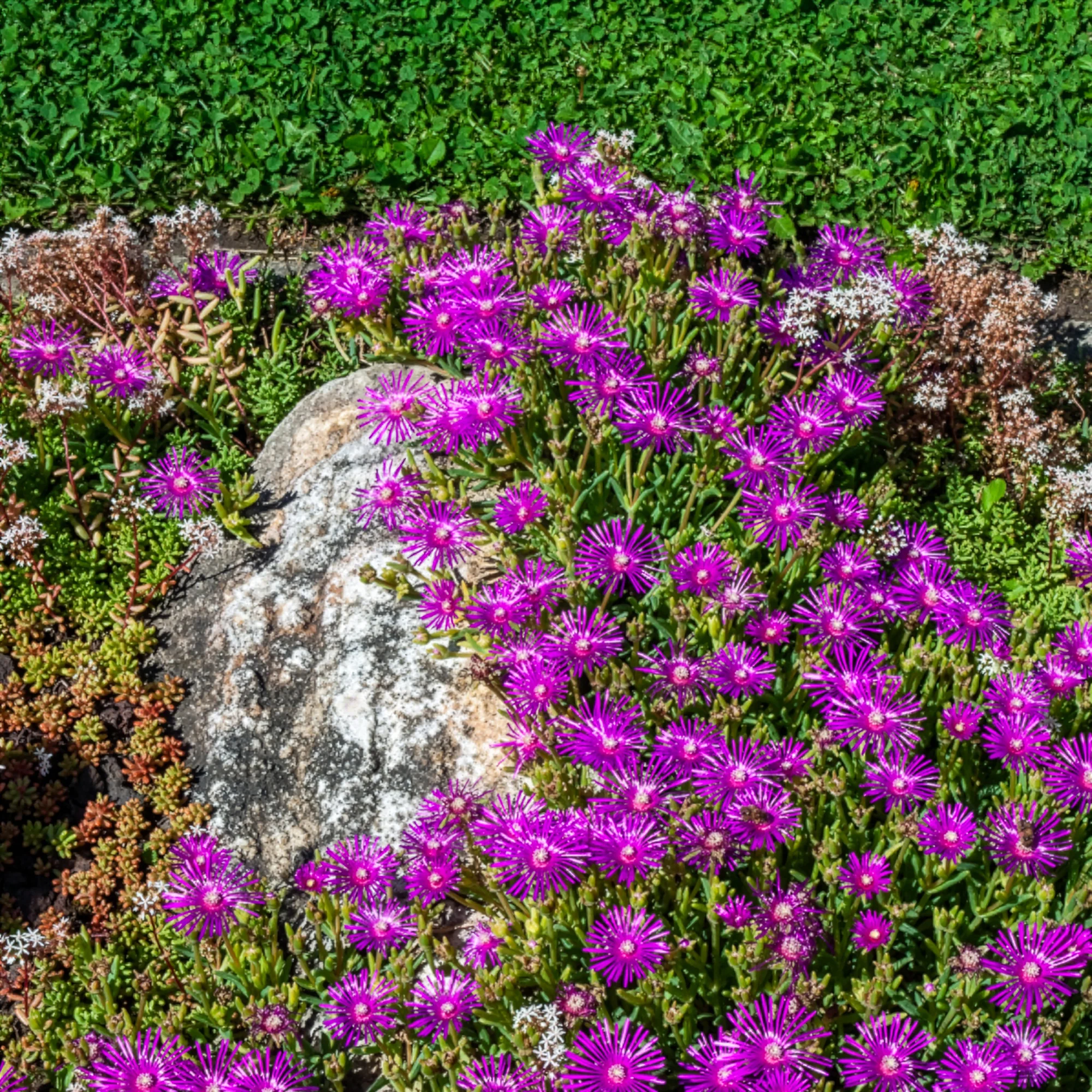 Delosperma de Cooper - Image 5
