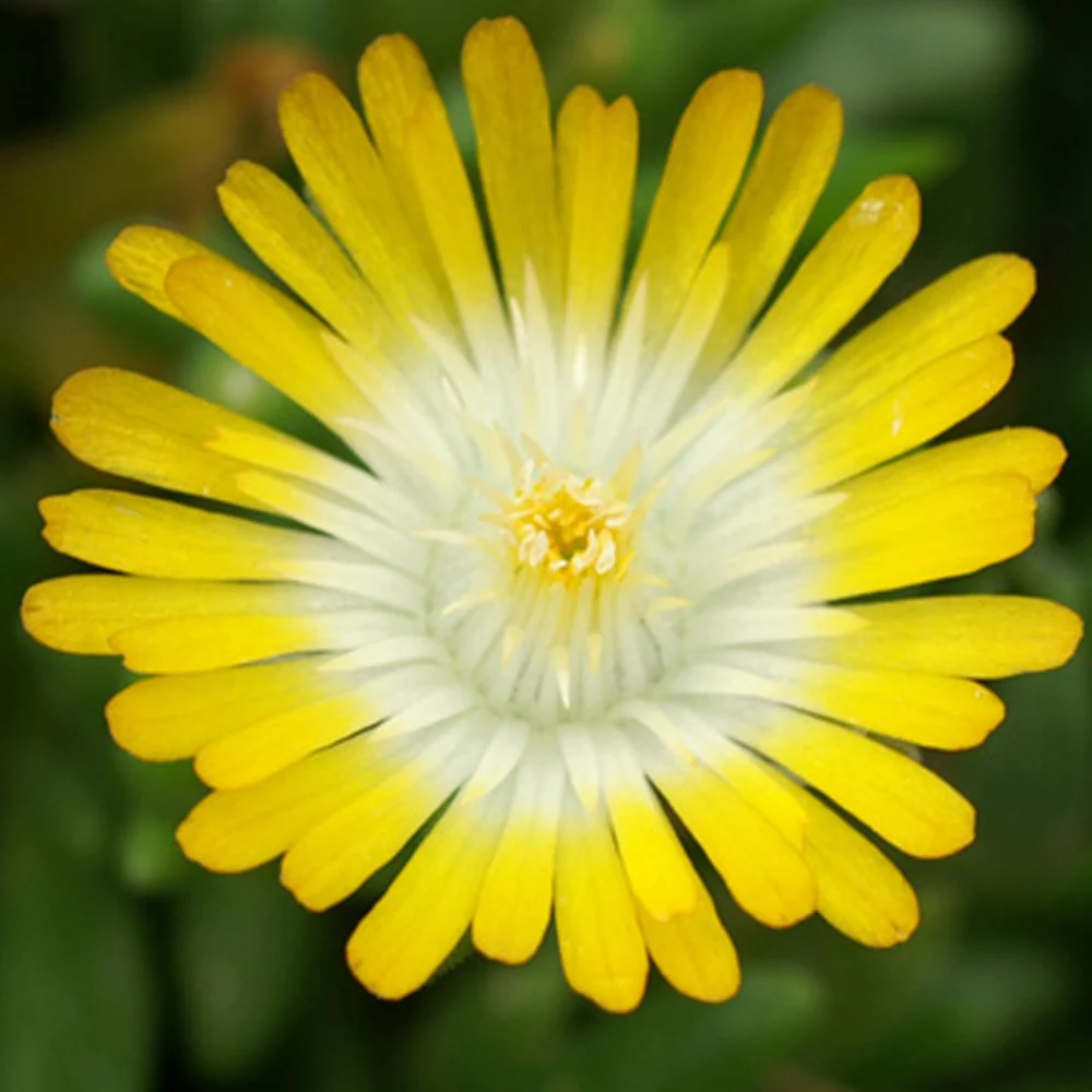 Delosperma Jewel of Desert Peridott ® - Image 2
