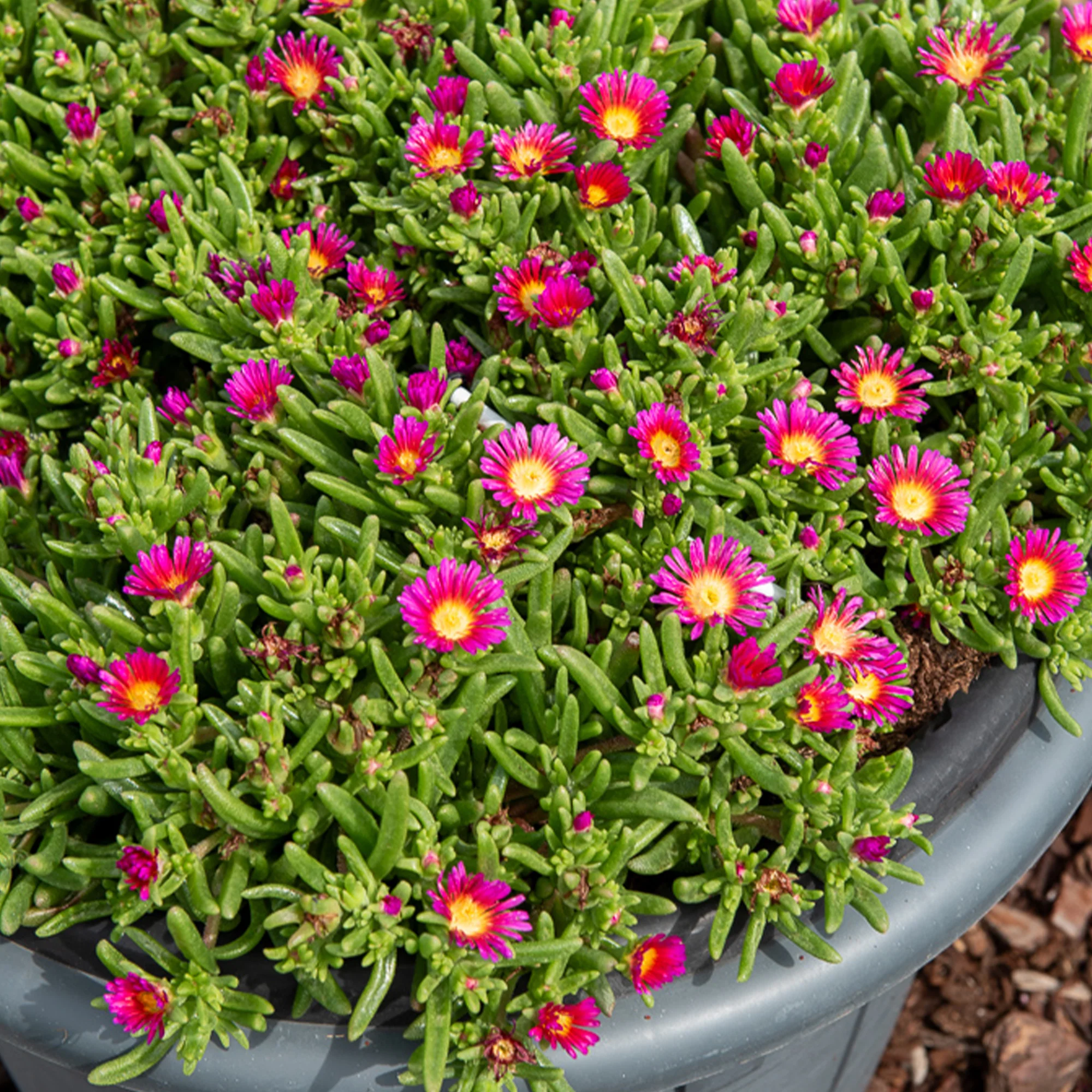 Delosperma Wheels of Wonder® Hot Pink