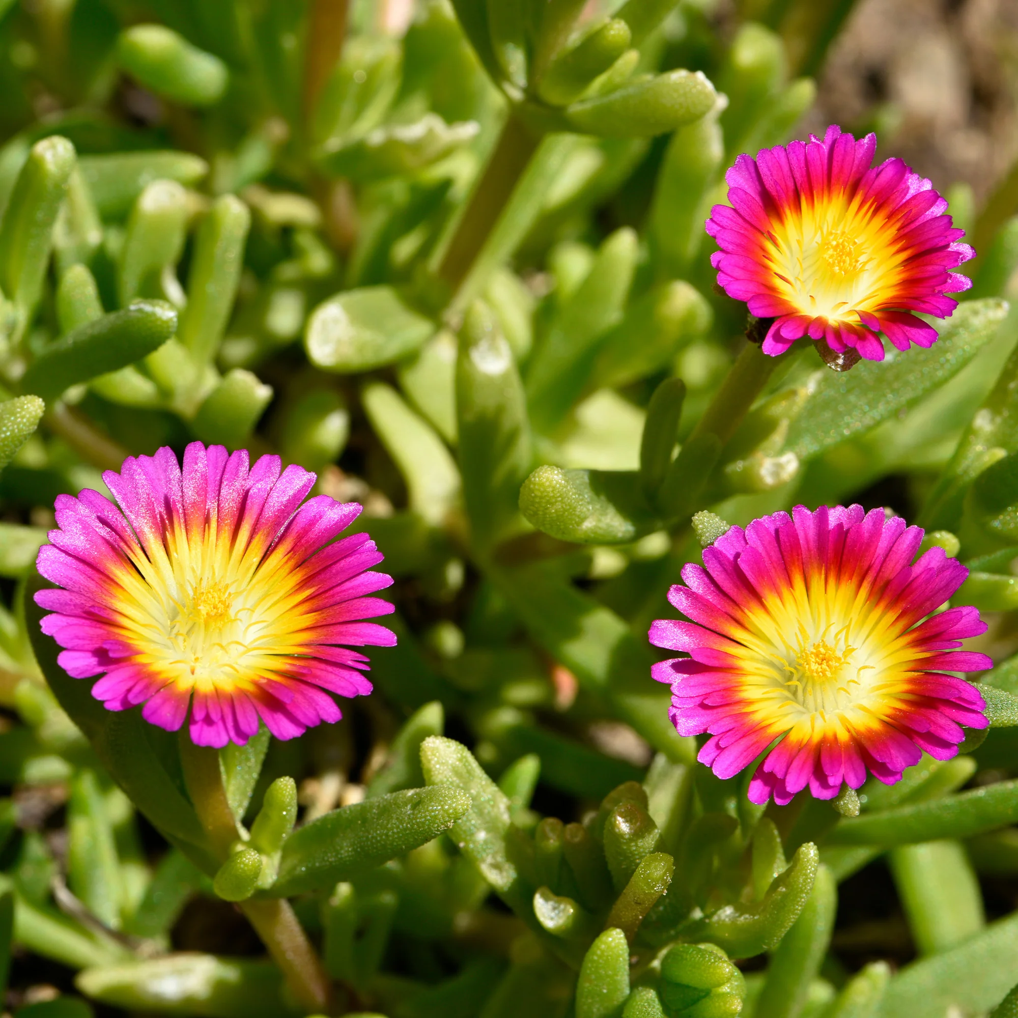 Delosperma Wheels of Wonder® Hot Pink - Image 2