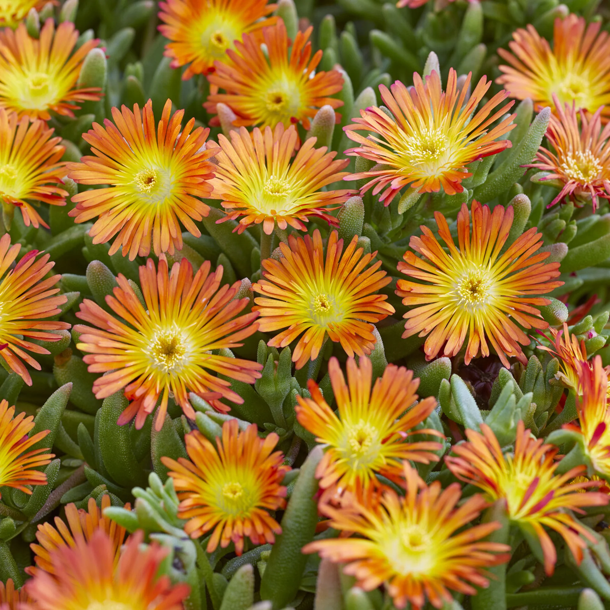 Delosperma Wheels of Wonder® Orange