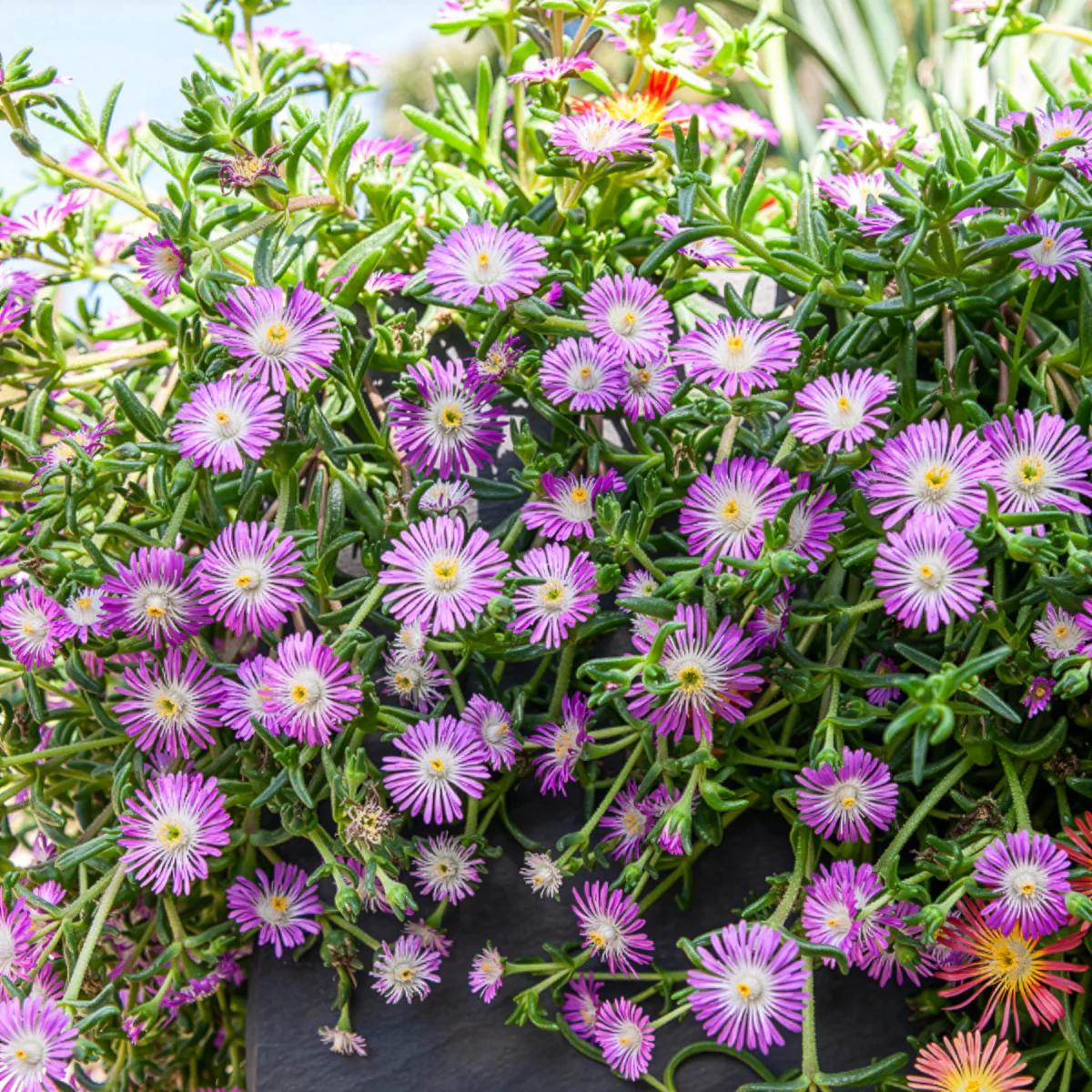 Delosperma Wheels of Wonder® Violet - Image 2
