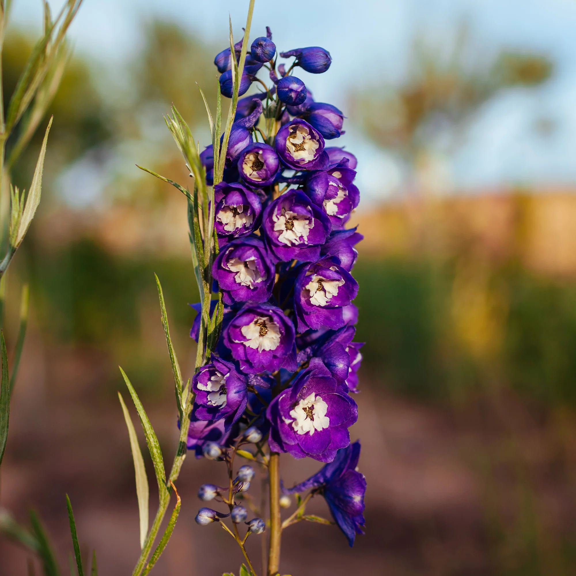 Delphinium géant King Arthur