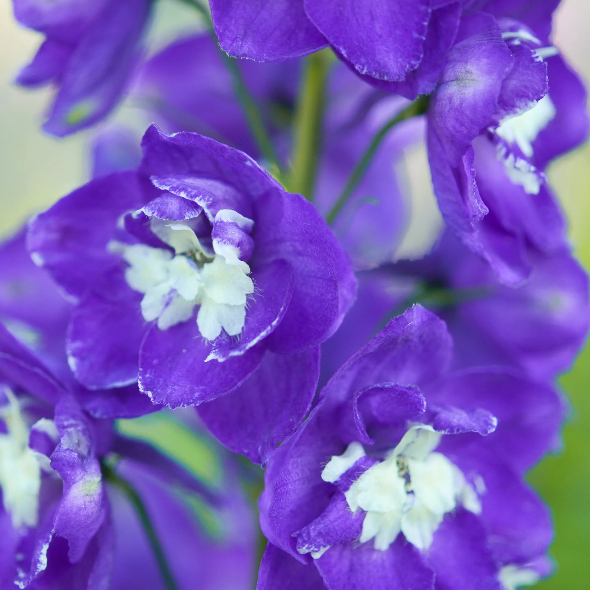 Delphinium géant King Arthur - Image 2