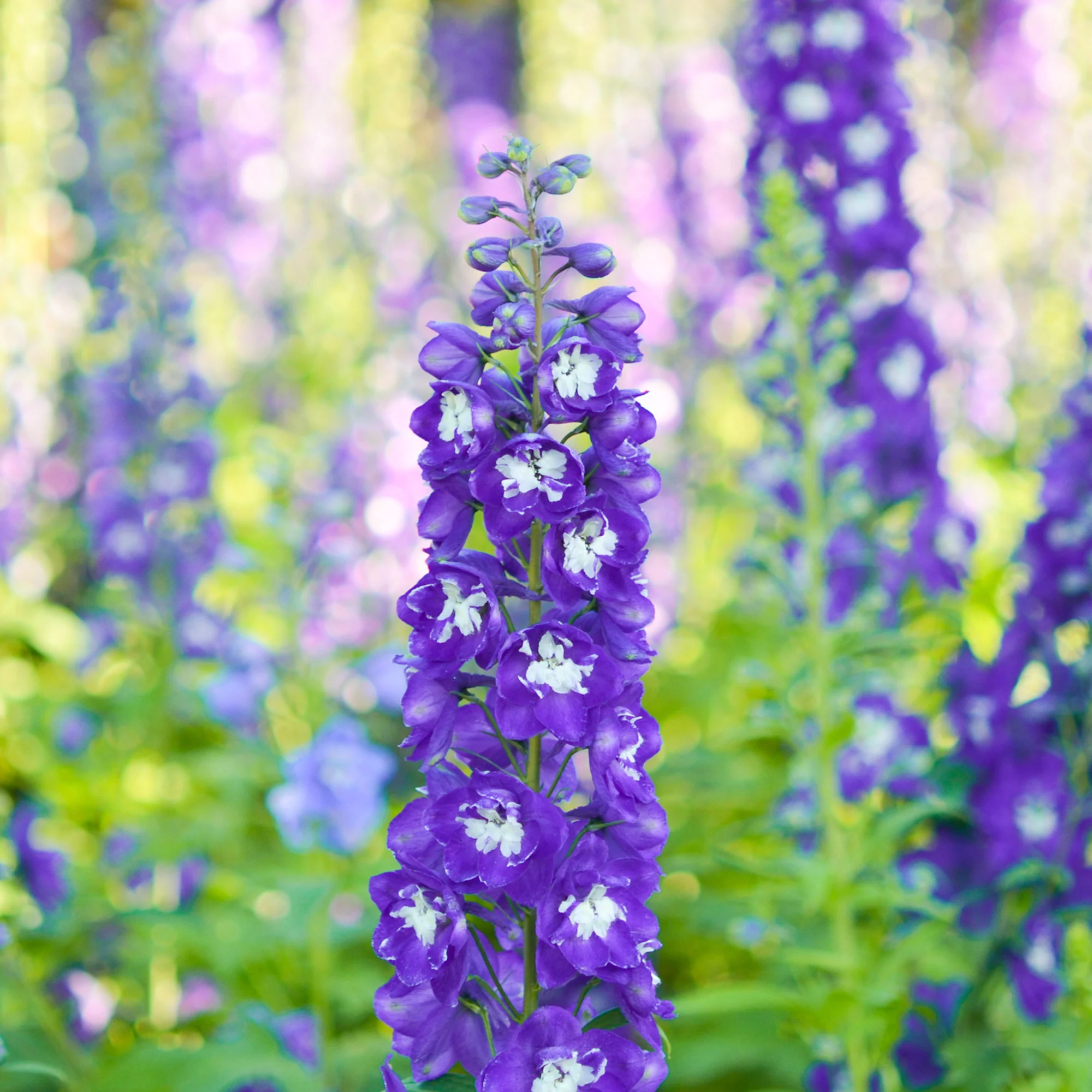 Delphinium géant King Arthur - Image 3