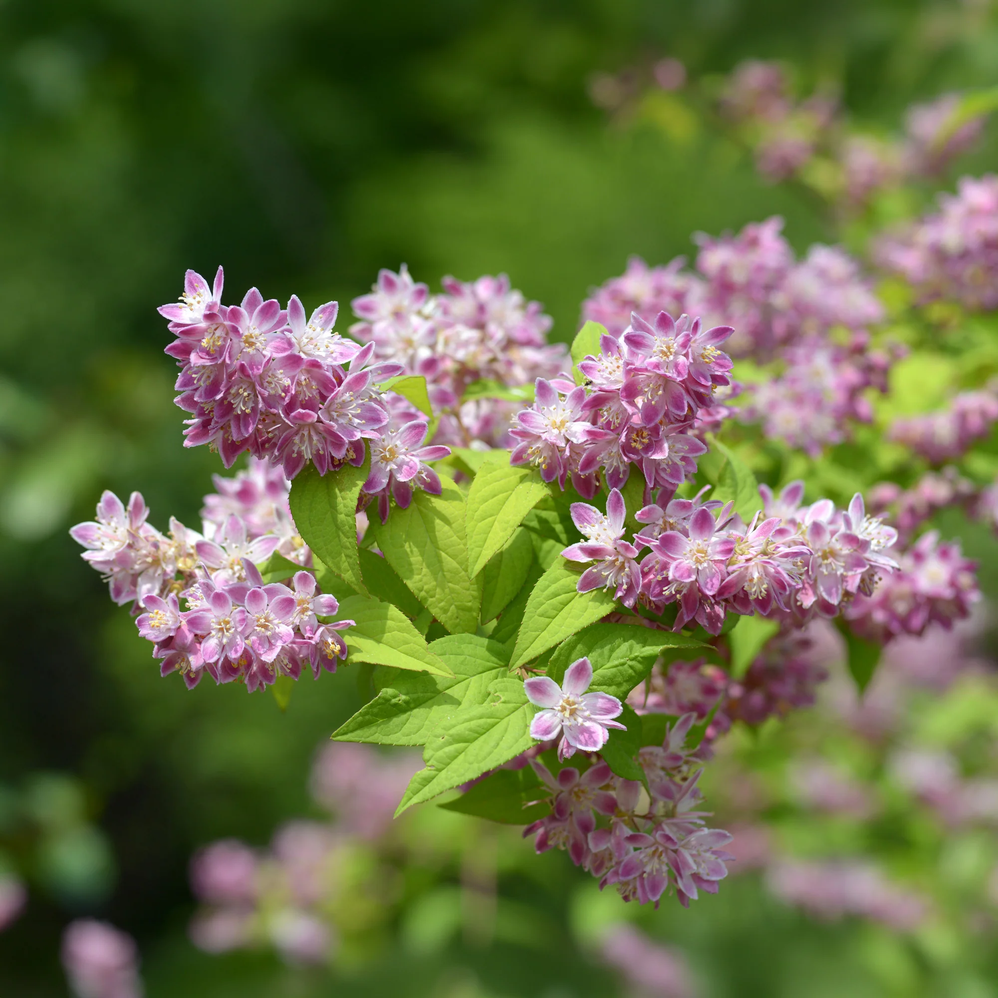Deutzia Champ de fraise - Image 4