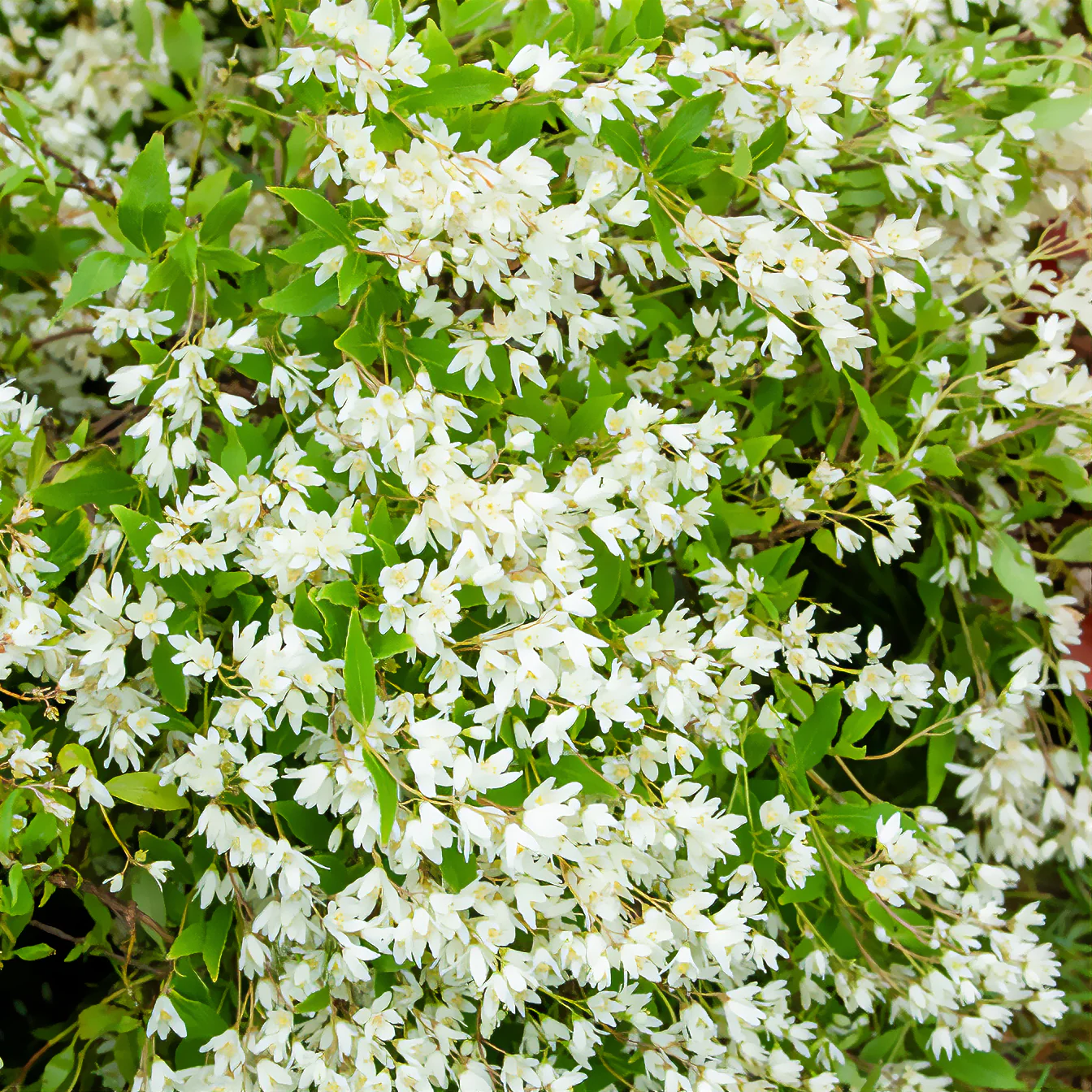 Deutzia nain Nikko