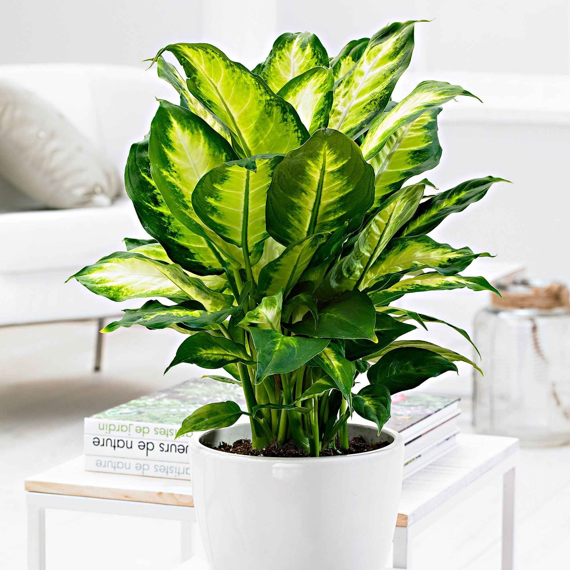 Dieffenbachia 'Camilla'