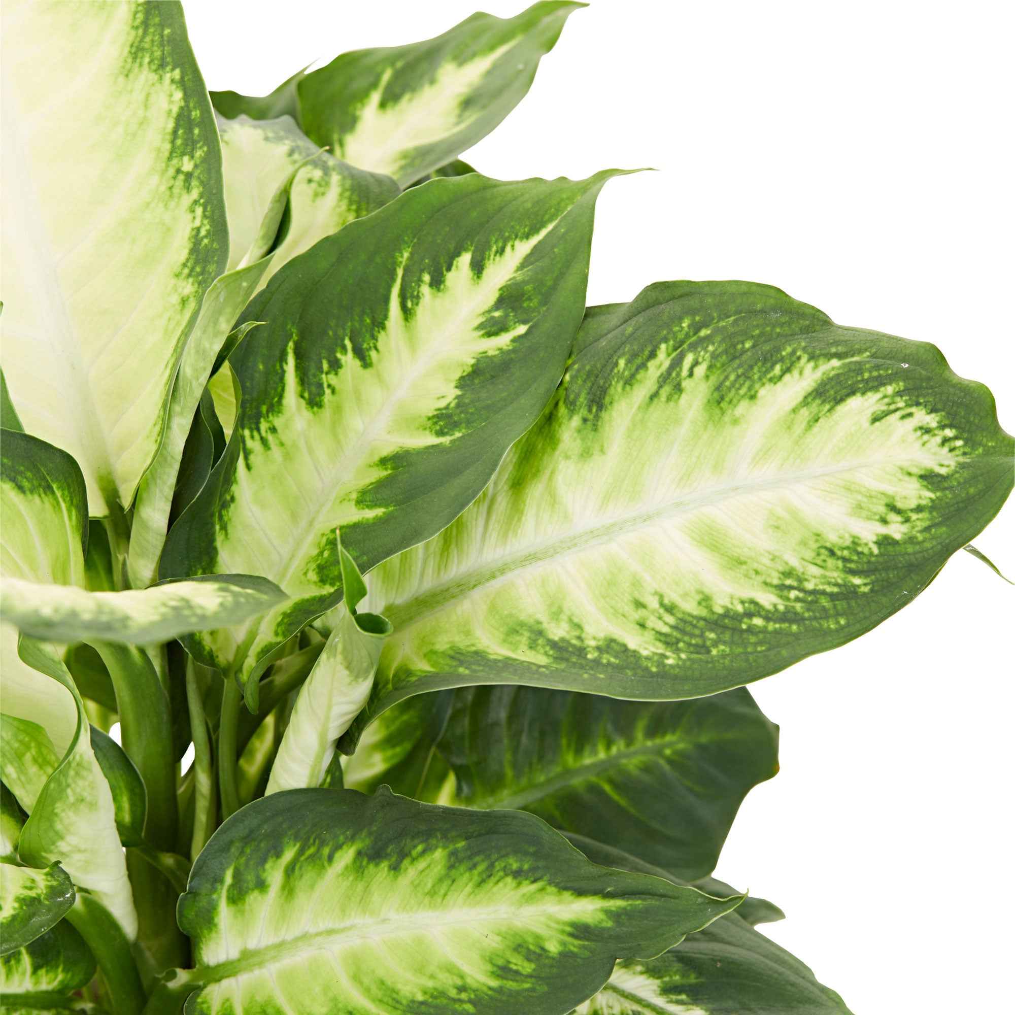 Dieffenbachia 'Camilla' - Image 2