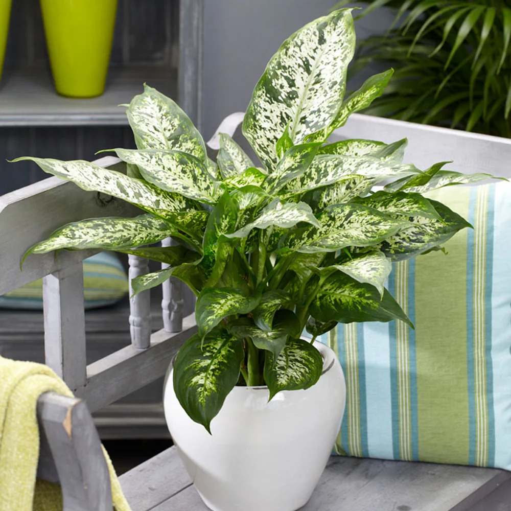 Dieffenbachia 'Compacta'