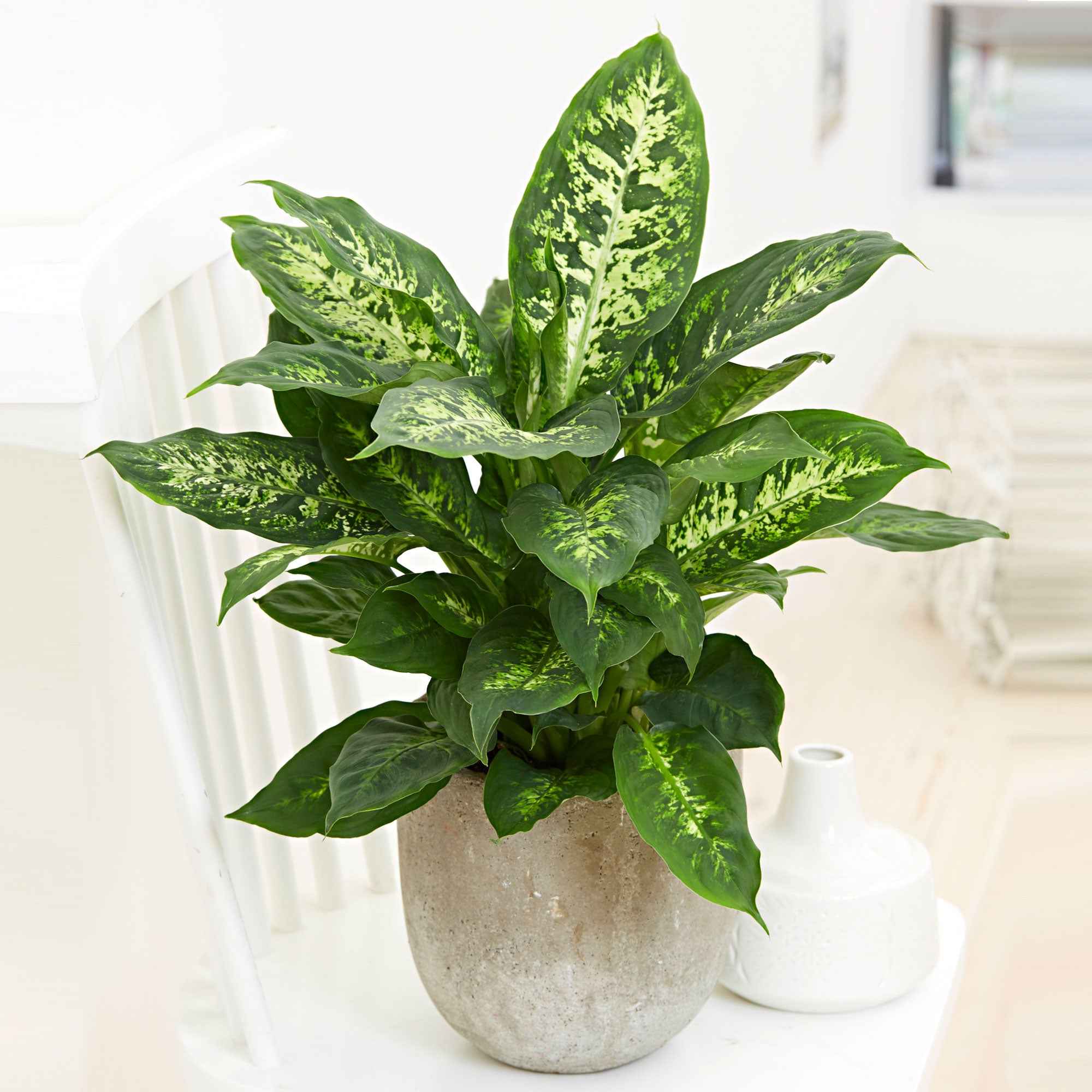 Dieffenbachia 'Compacta' - Image 2