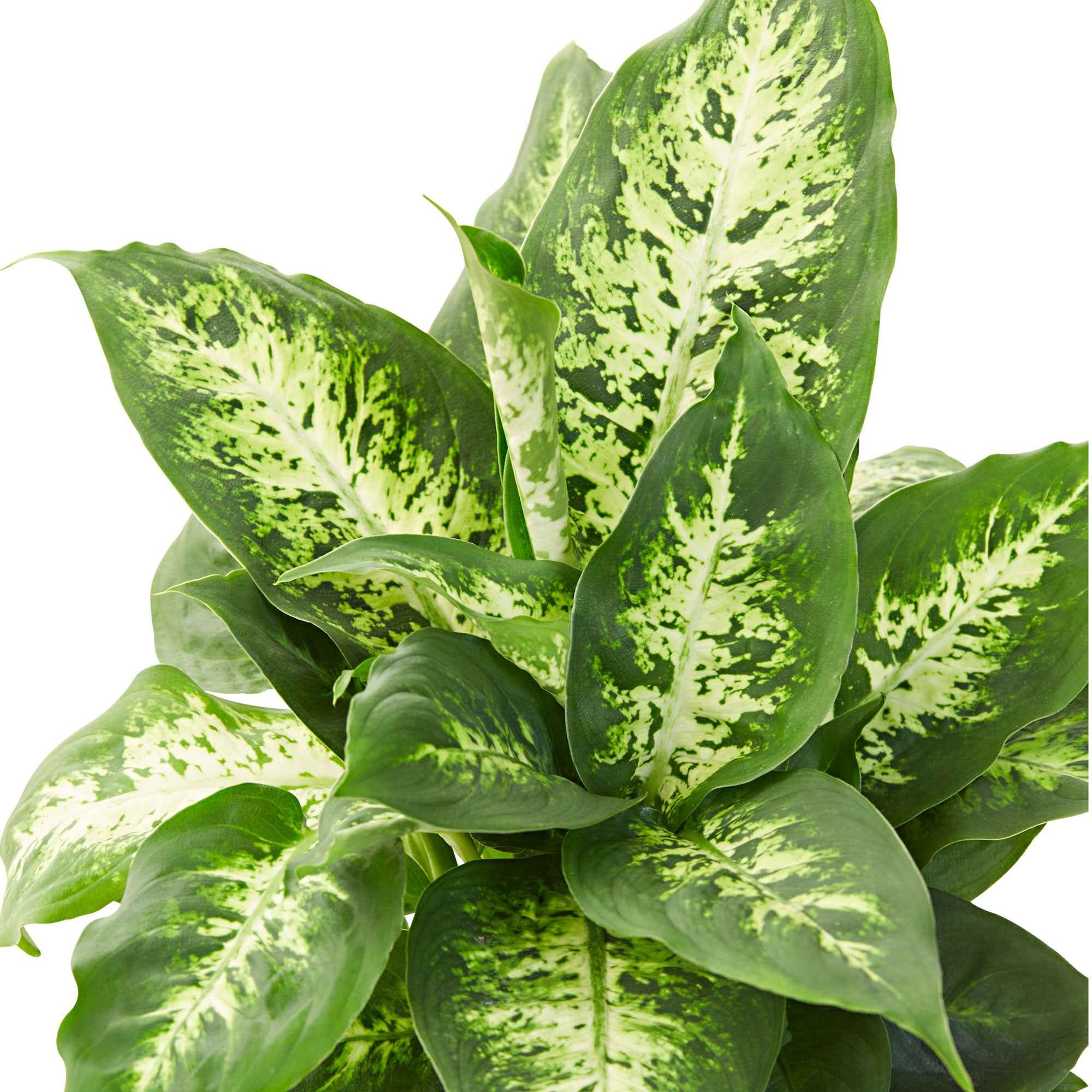 Dieffenbachia 'Compacta' - Image 3