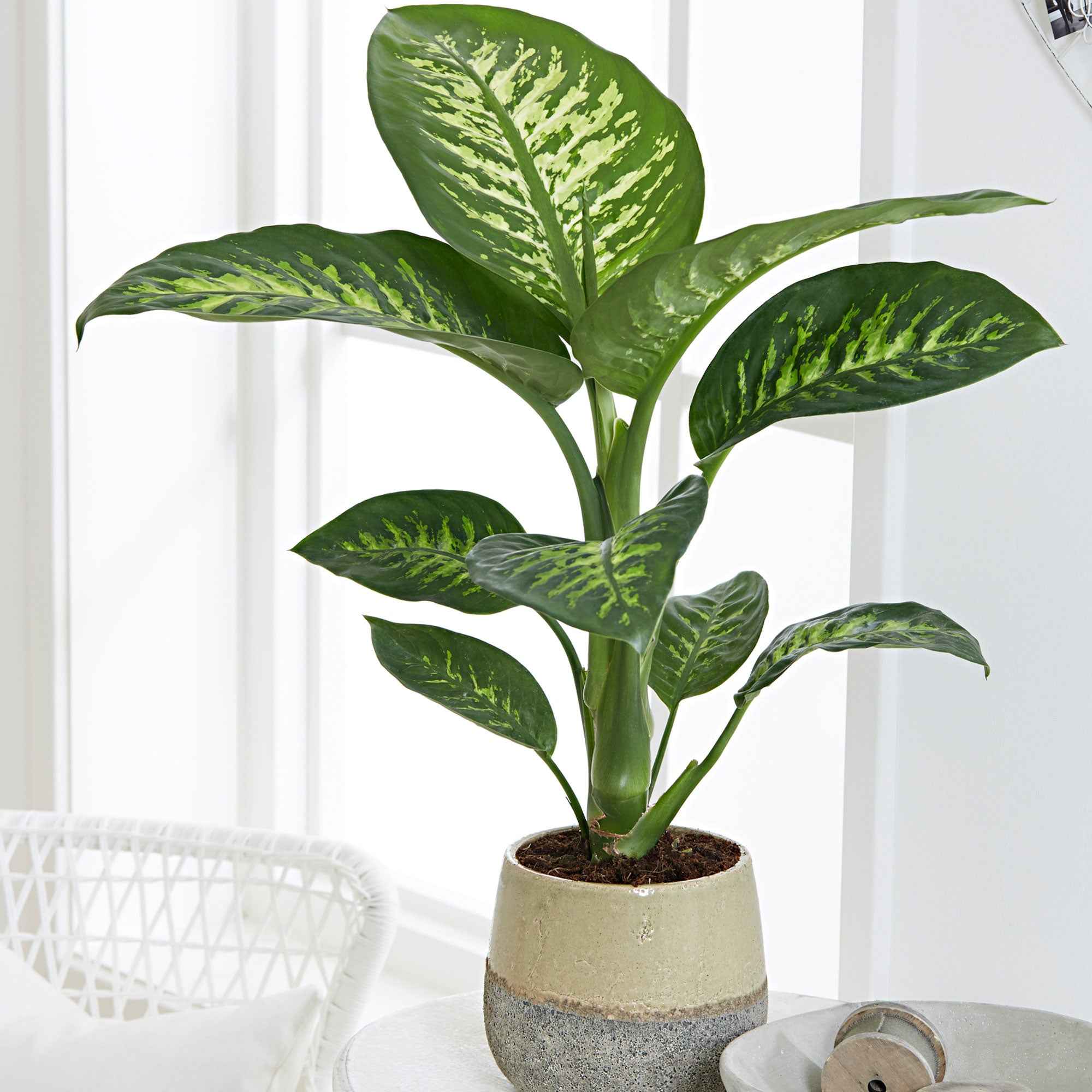 Dieffenbachia 'Tropic Snow' - Image 2