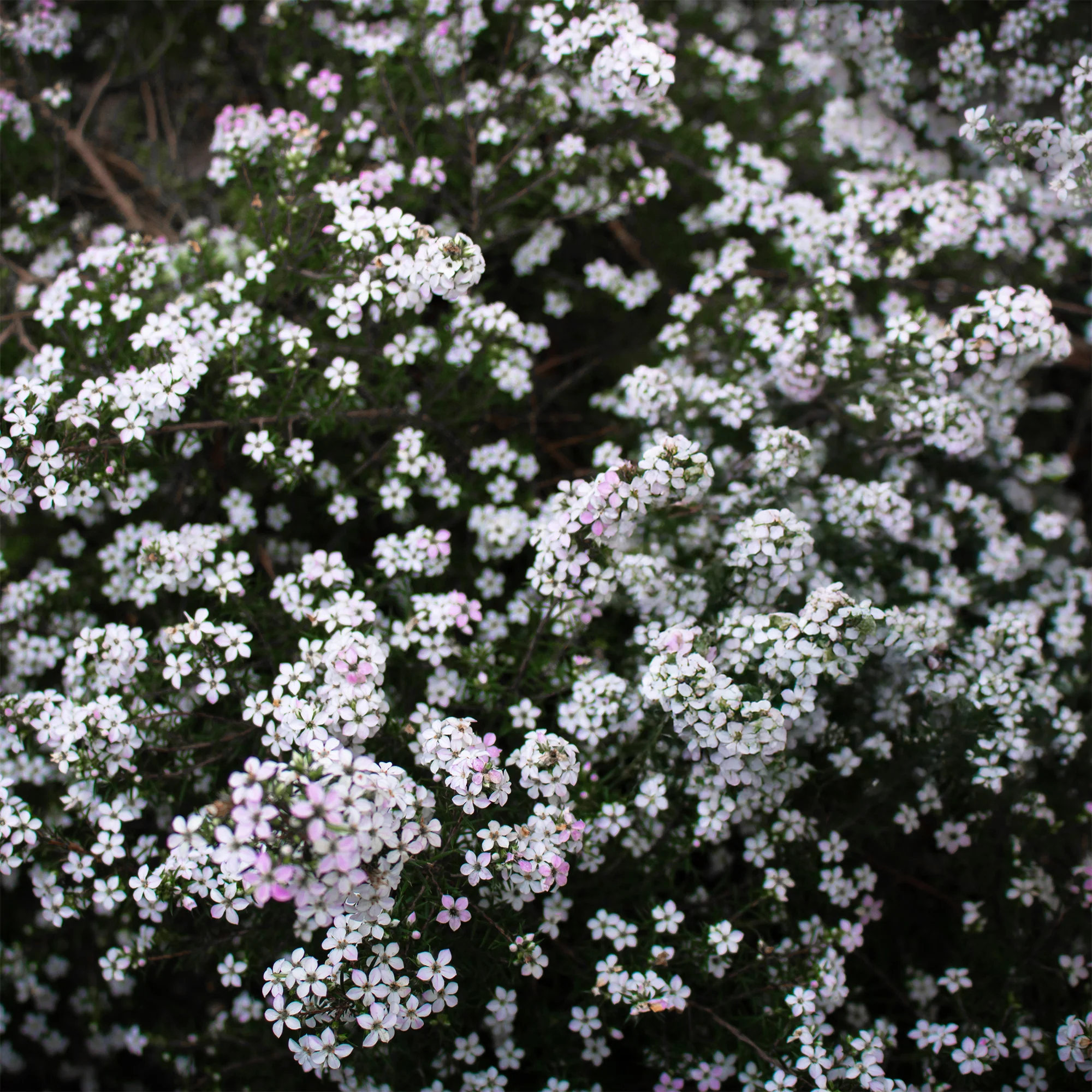 Diosma - Plante du pêcheur