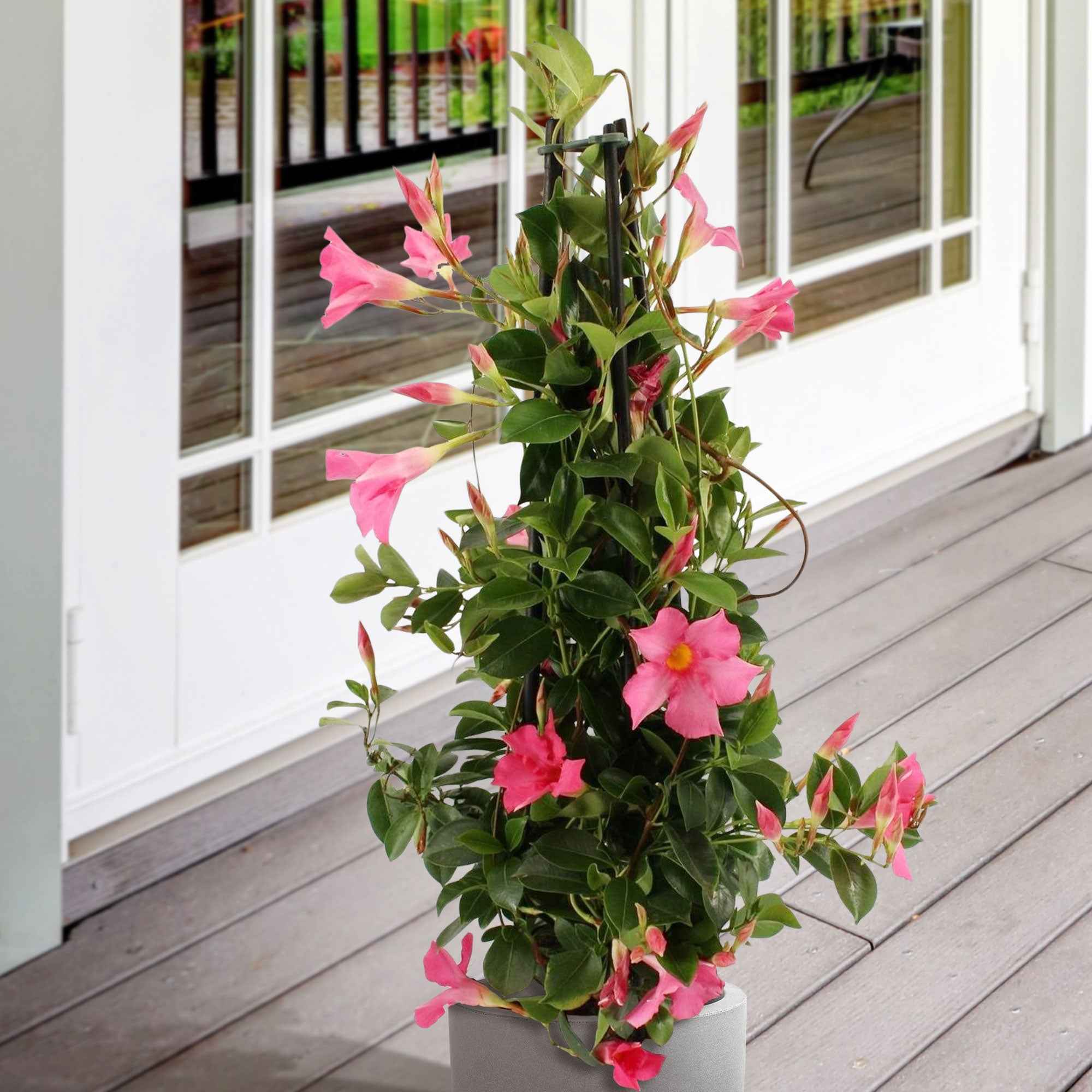 Dipladenia pyramide rose