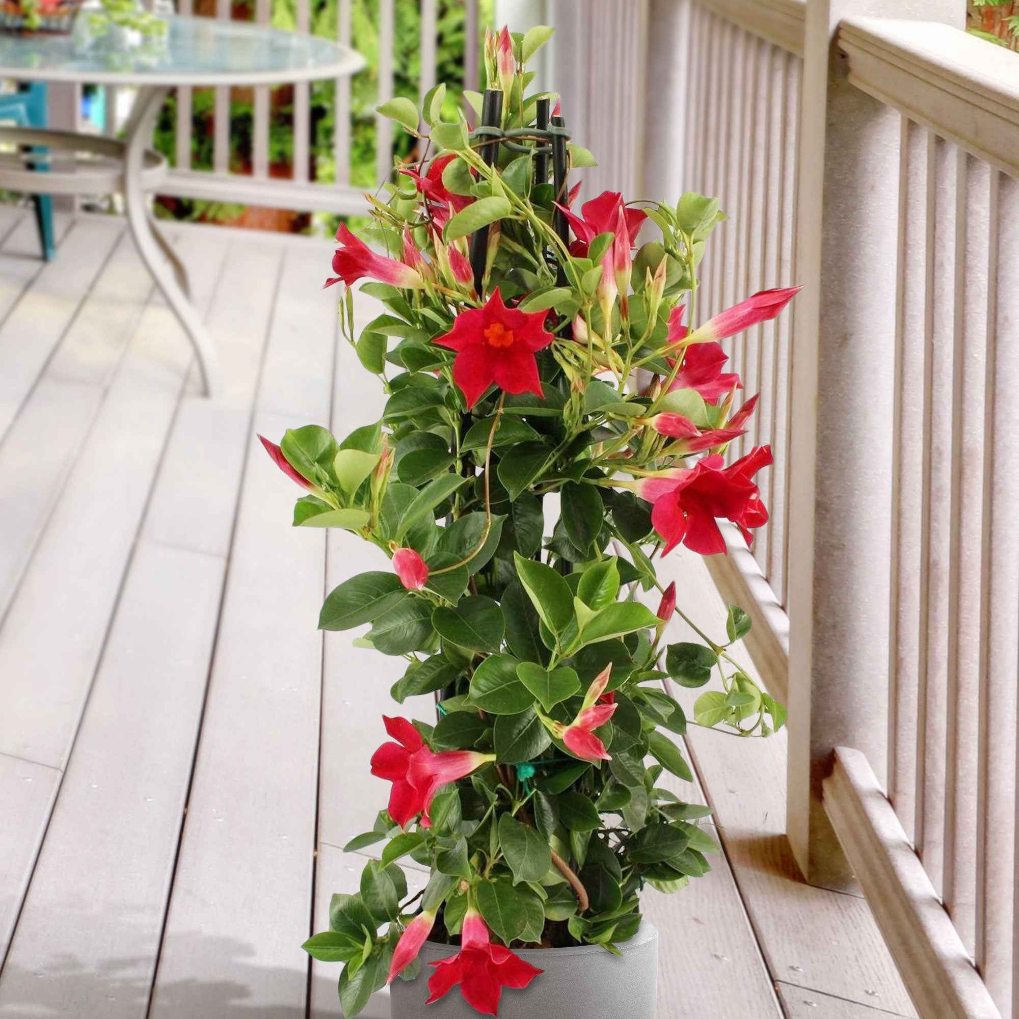 Dipladenia pyramide rouge - Image 2