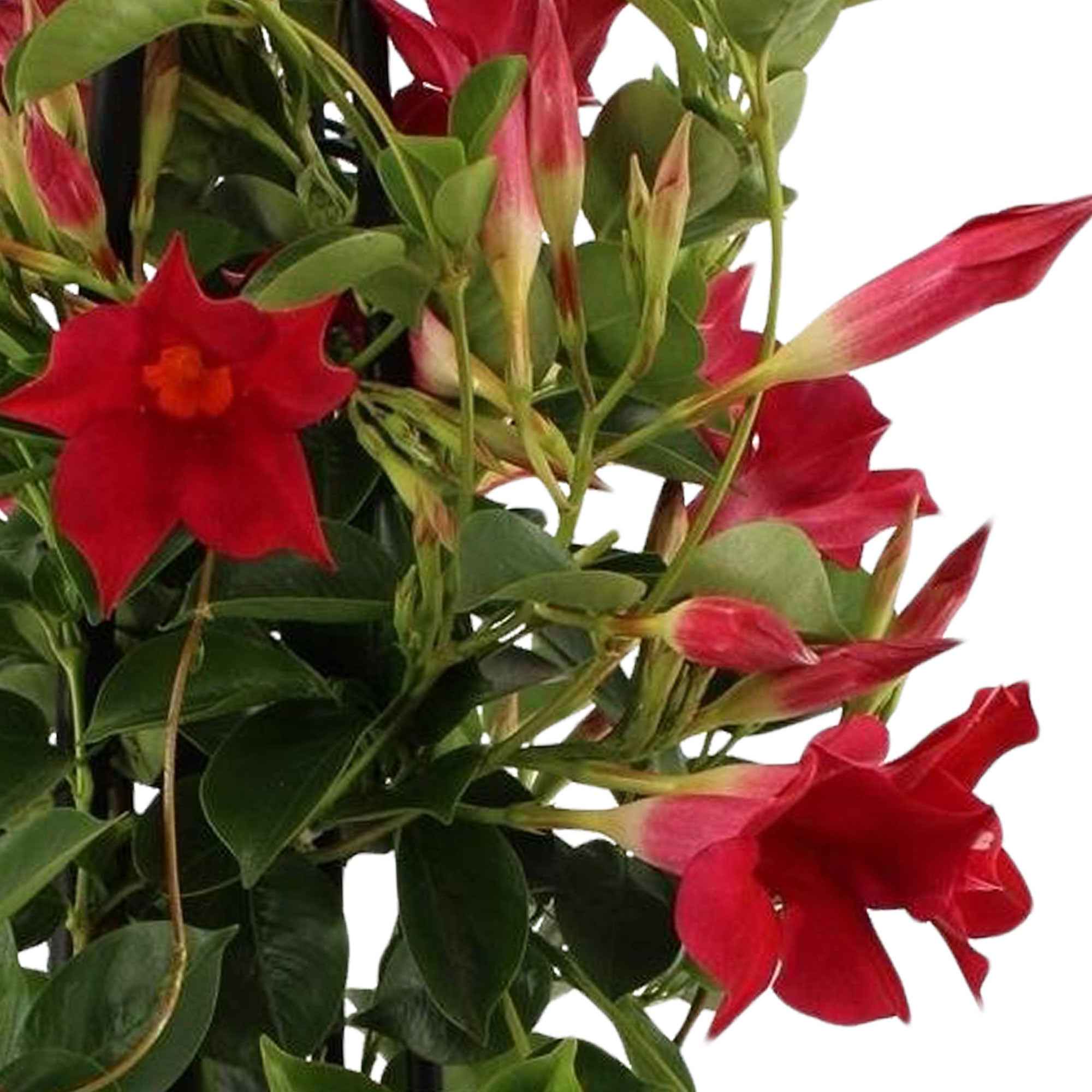 Dipladenia pyramide rouge - Image 3