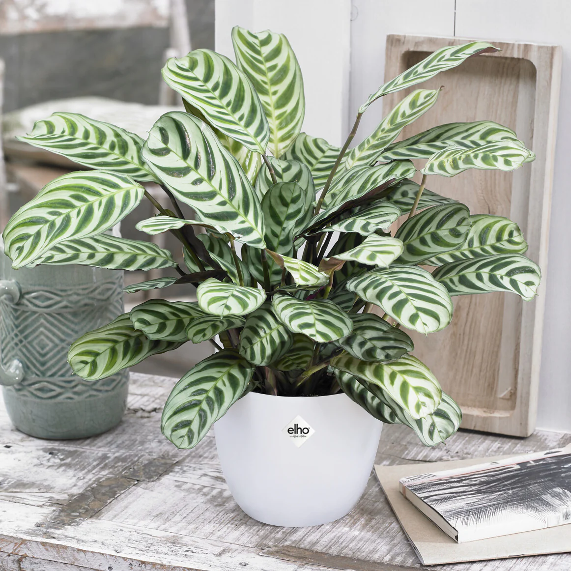 Dormeuse + cache pot blanc 14 cm.