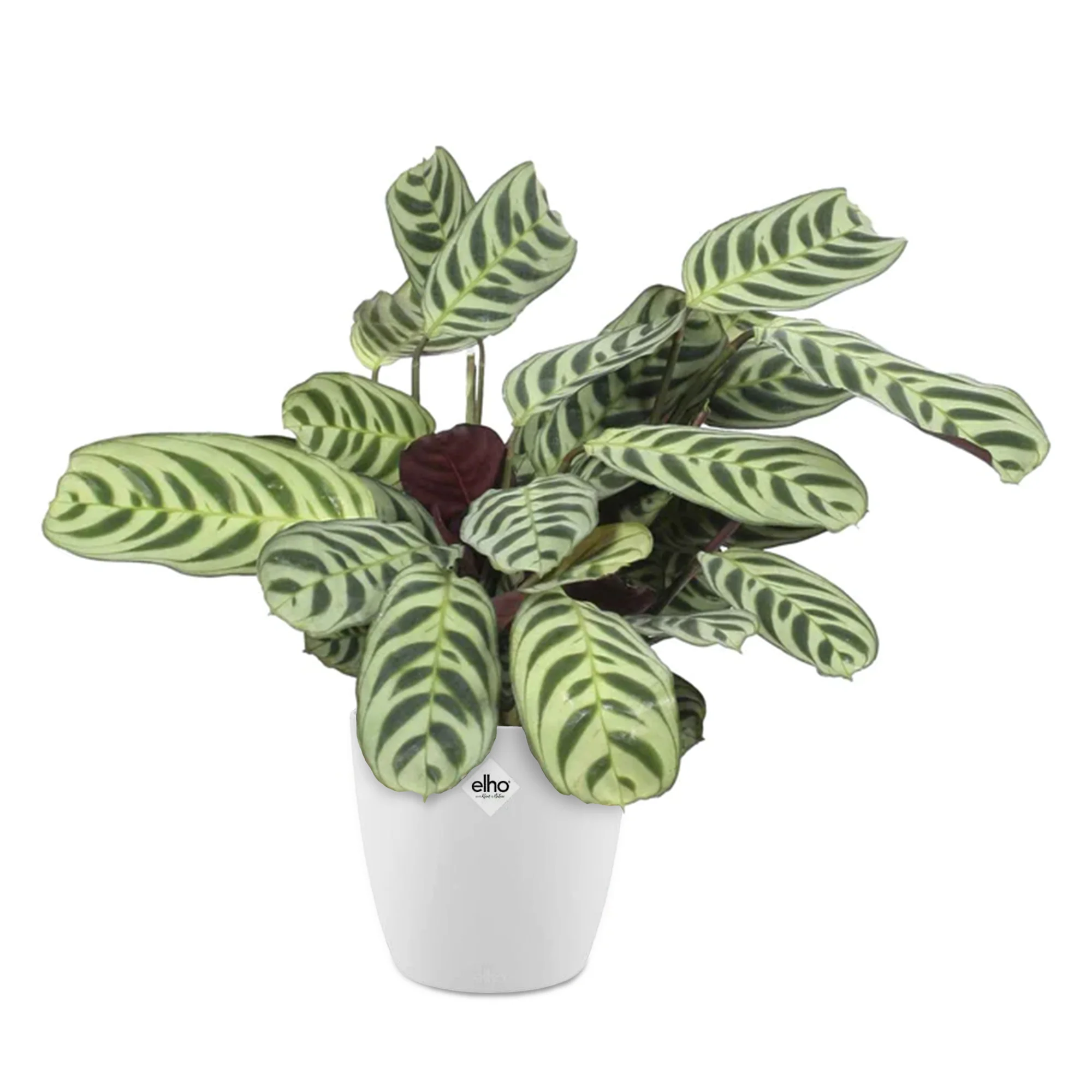 Dormeuse + cache pot blanc 14 cm. - Image 2
