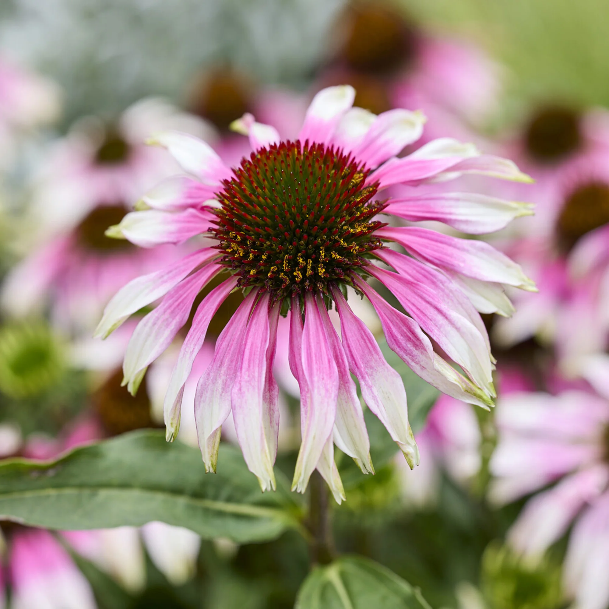 Echinacée  special white purple