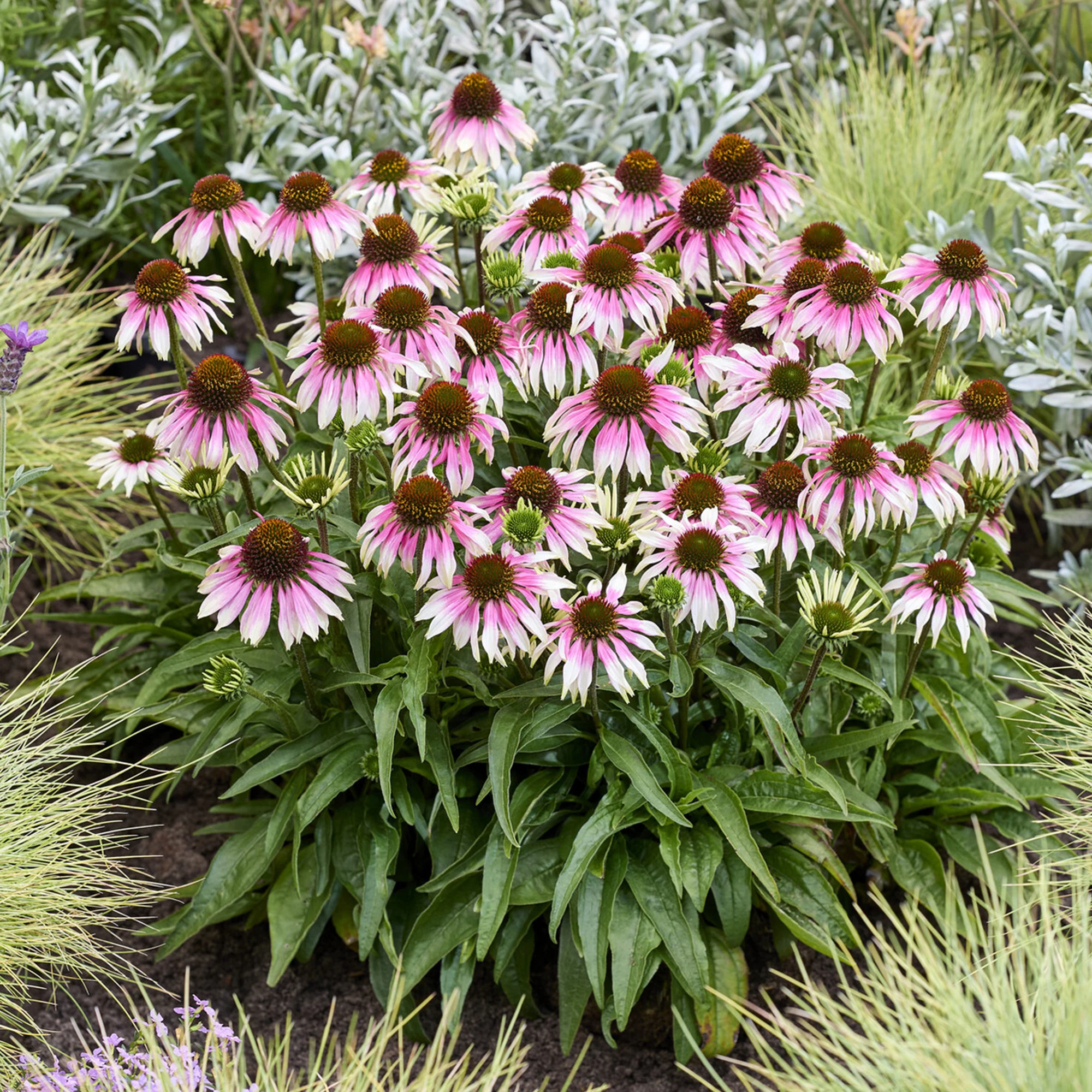 Echinacée  special white purple - Image 2