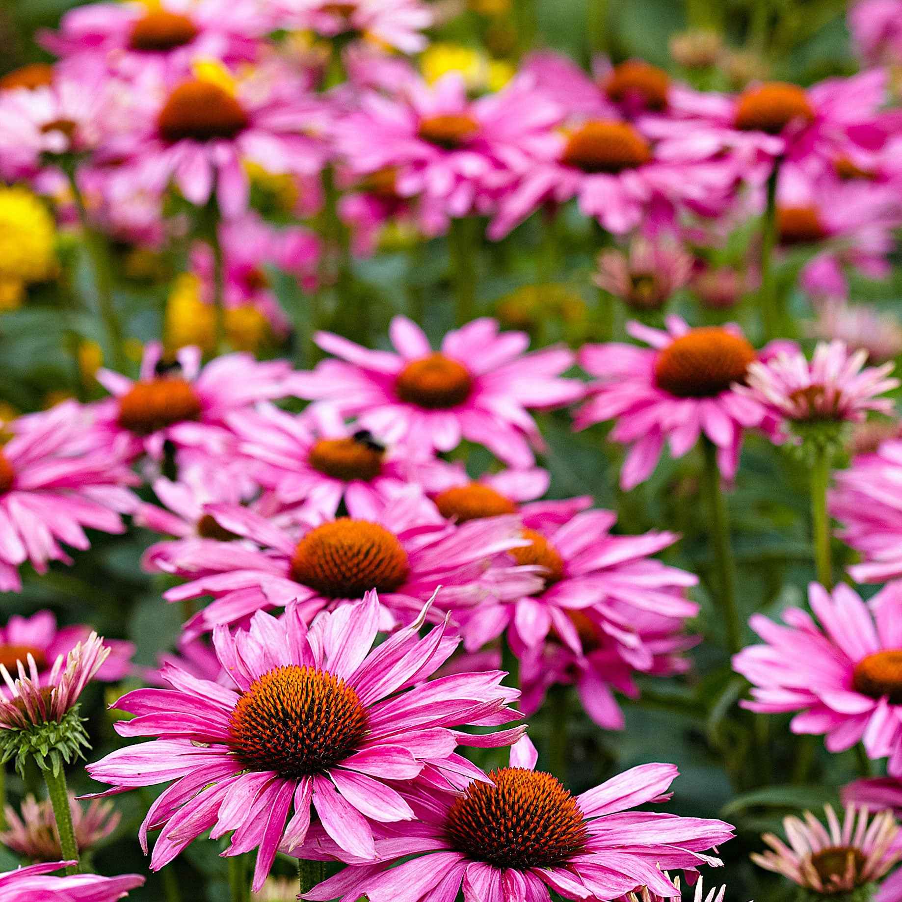 Echinacée pourpre - Image 2