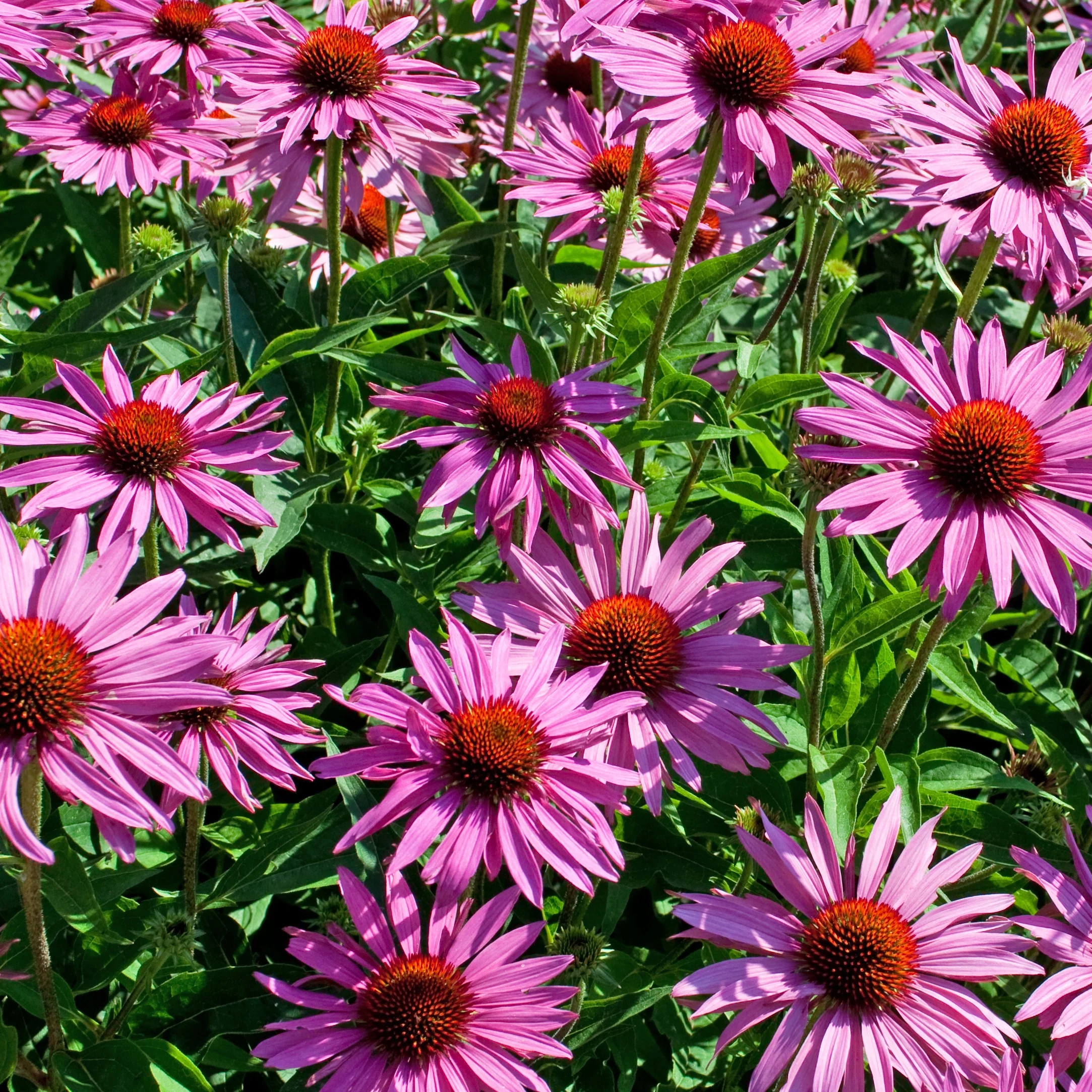 Echinacée pourpre - Image 3