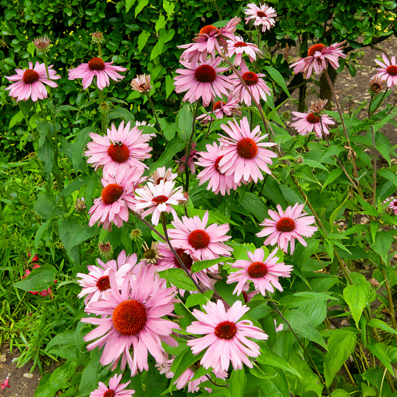 Echinacée pourpre - Image 4