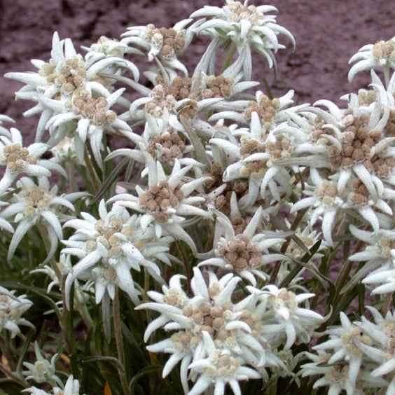 Edelweiss vivace