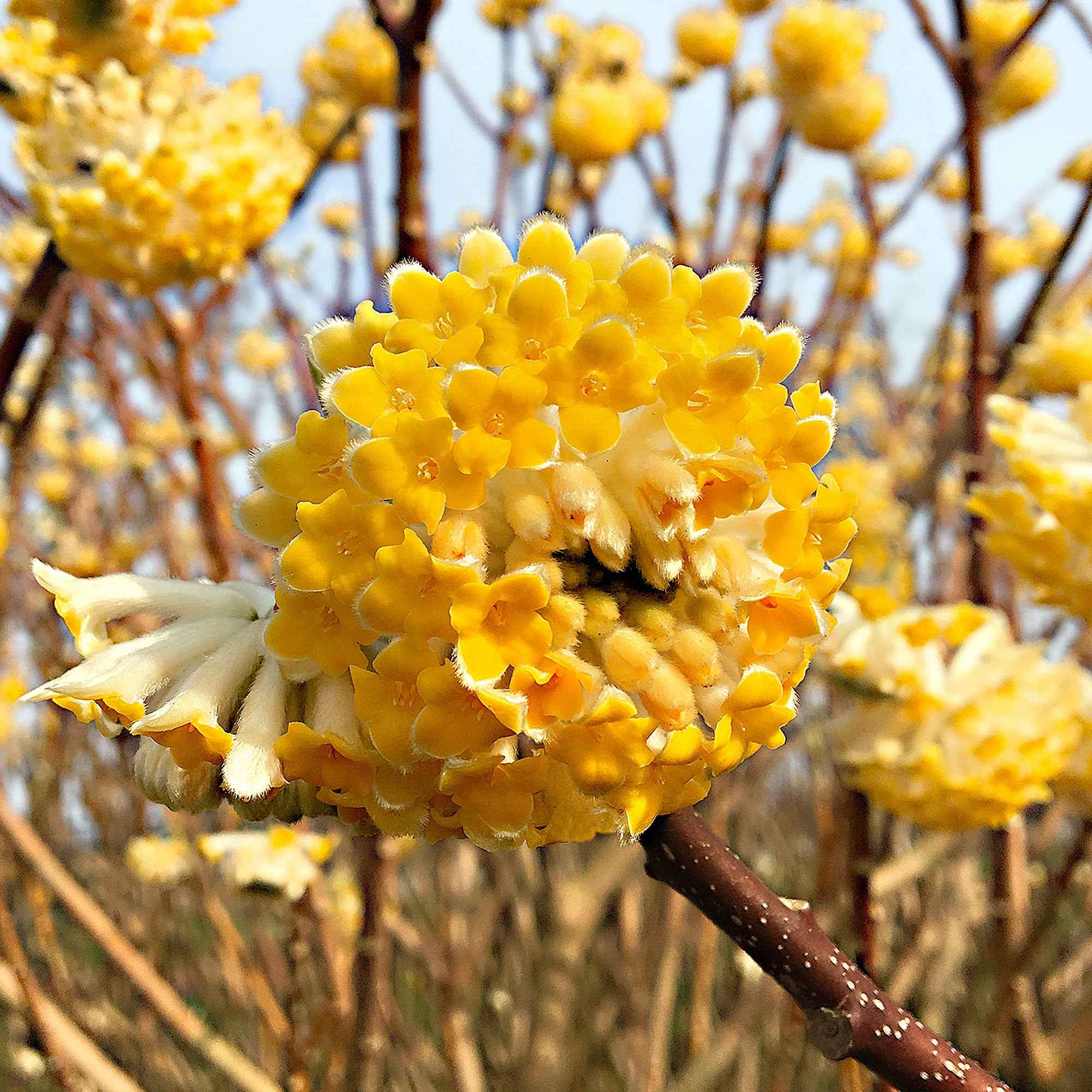 Edgeworthia 'Grandiflora'