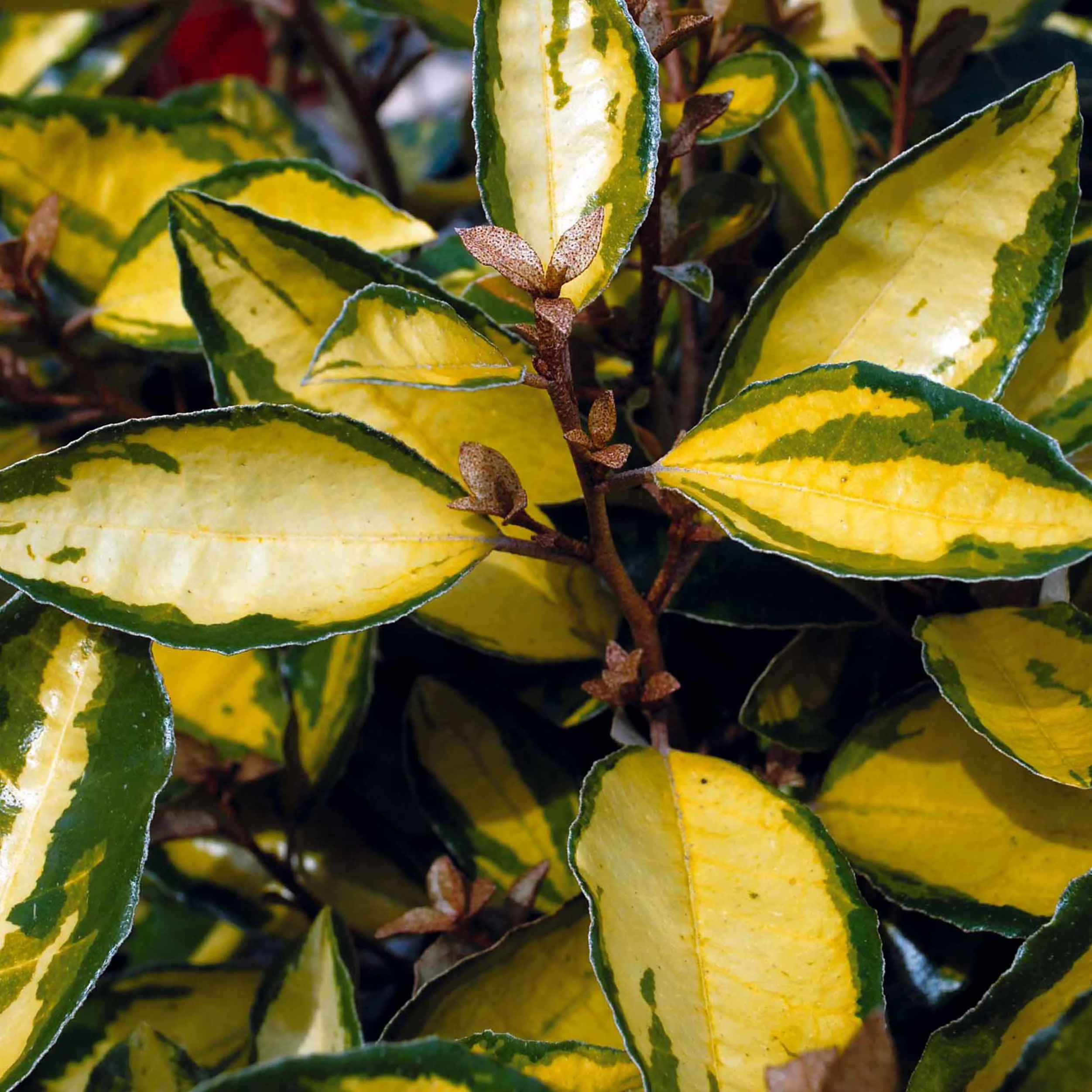 Eleagnus Eleador
