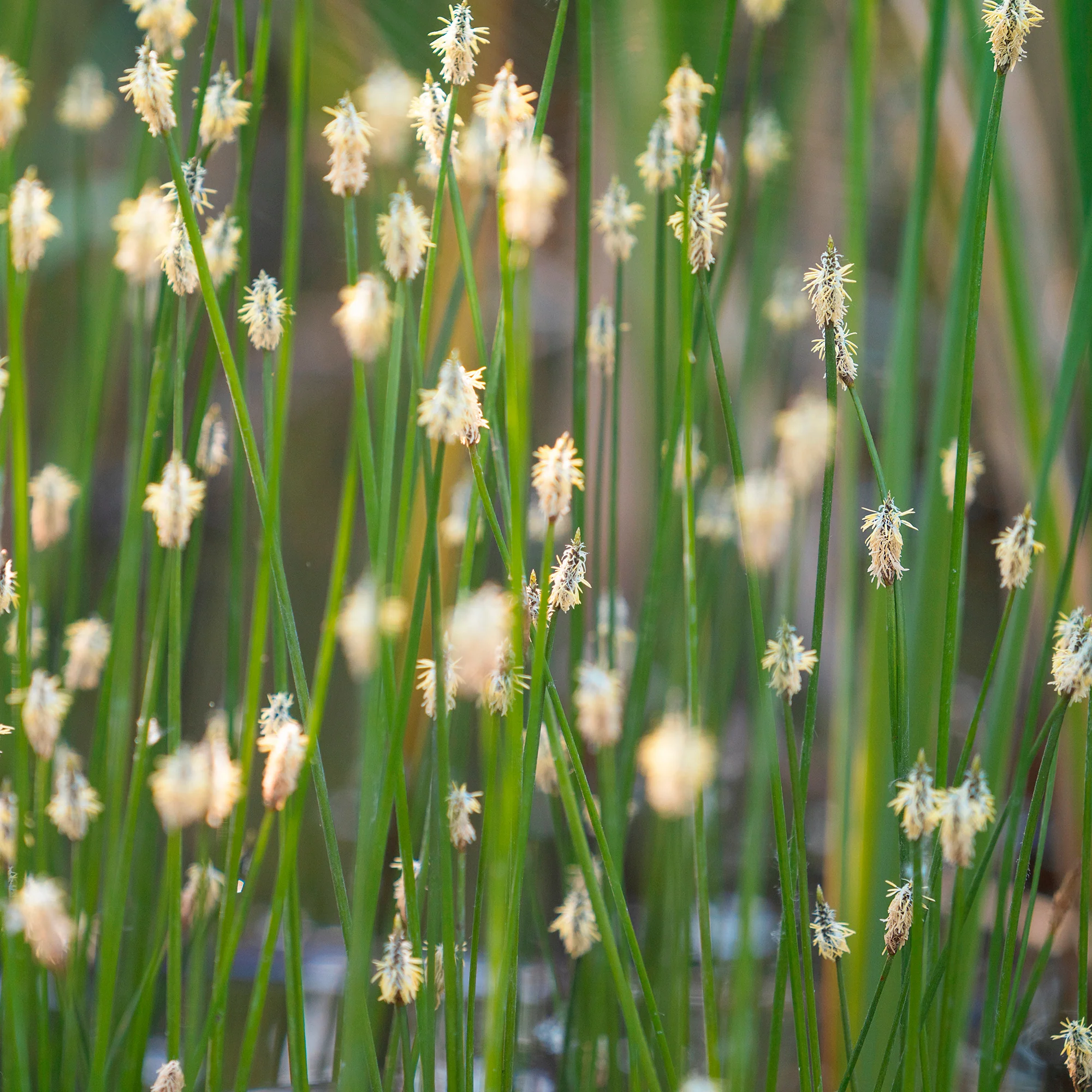 Eleocharis des marais