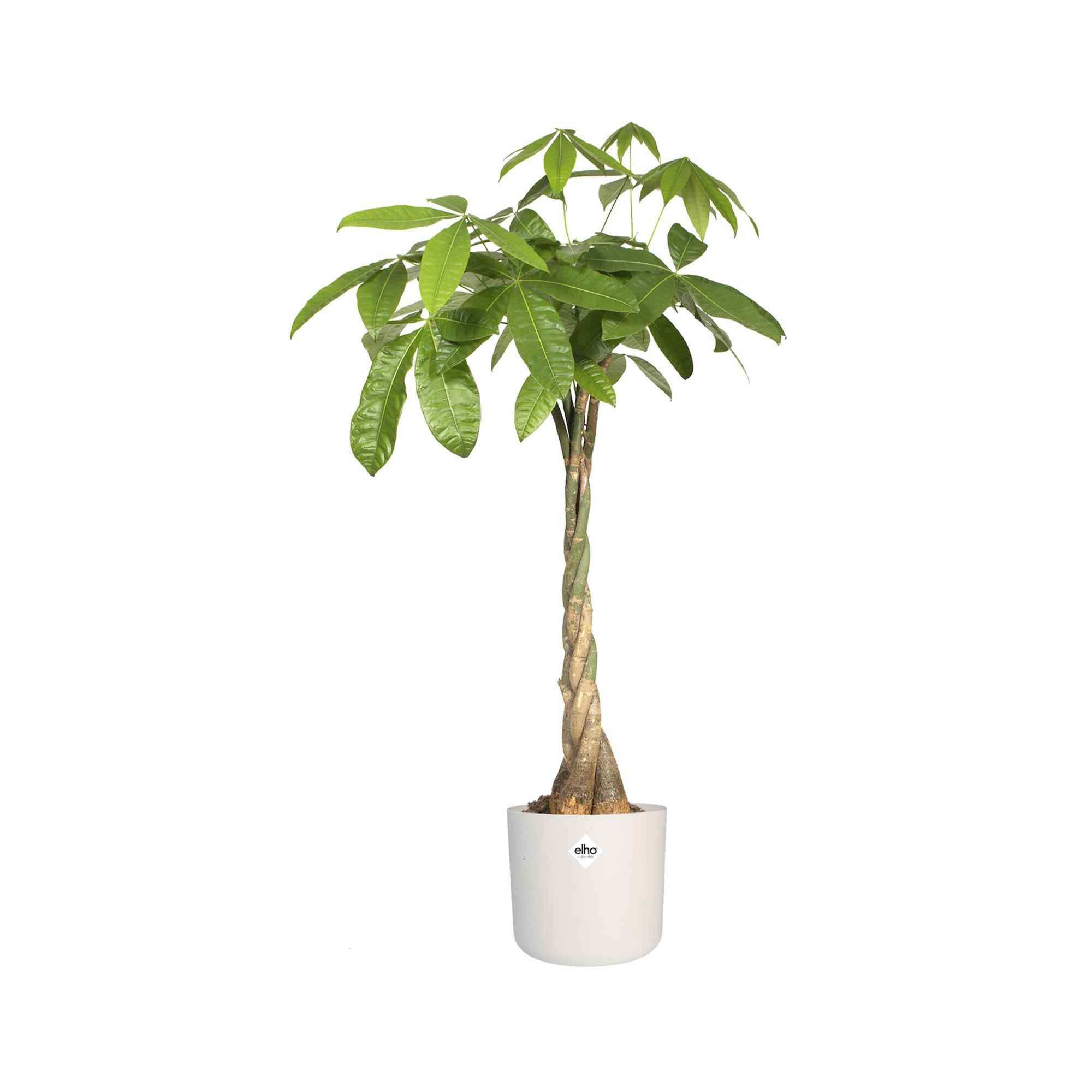 Elho Pot B.for soft rond blanc - Image 4