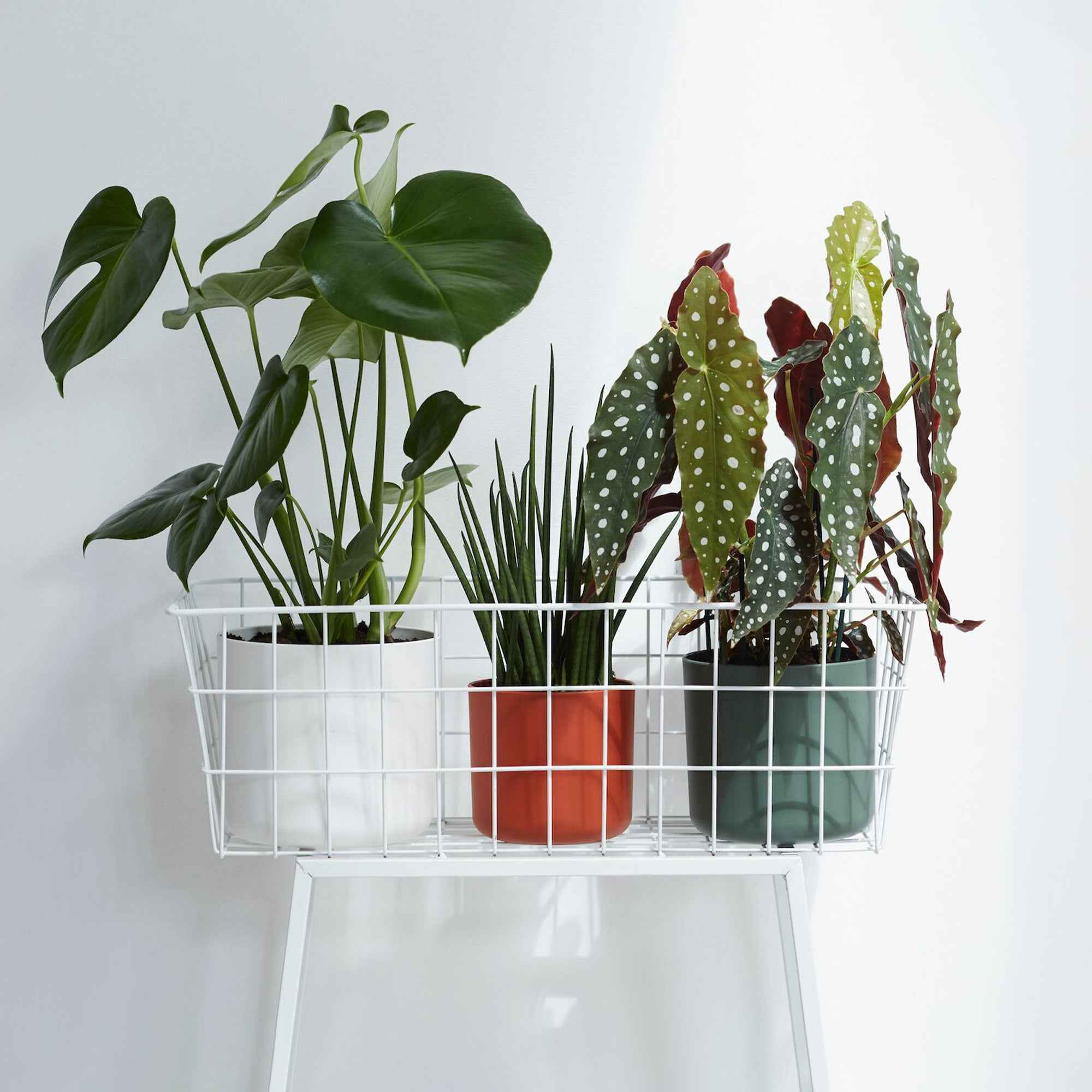 Elho Pot B.for soft rond blanc - Image 5