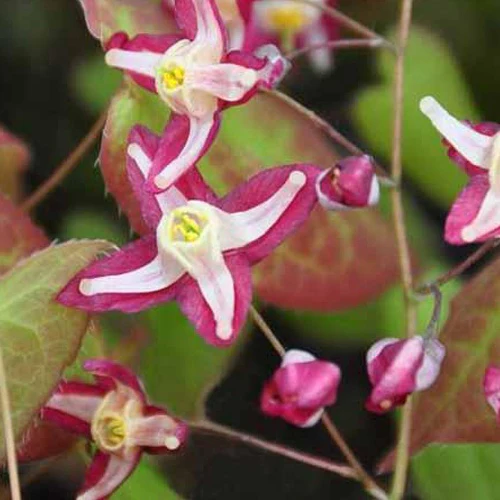 Epimedium Galadriel