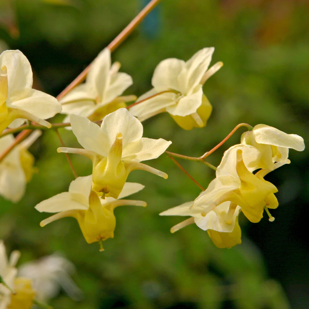 Epimedium Sulphureum - Image 3