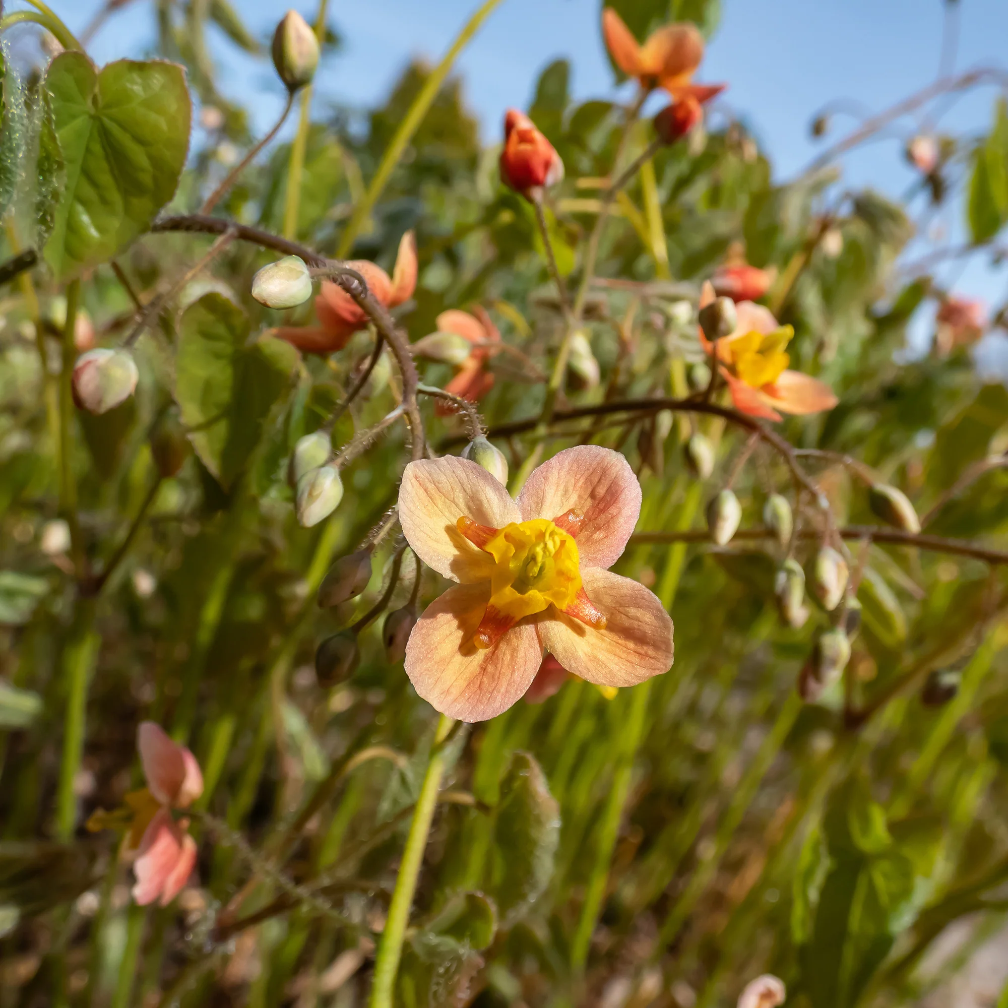 Epimedium warleyense - Image 2